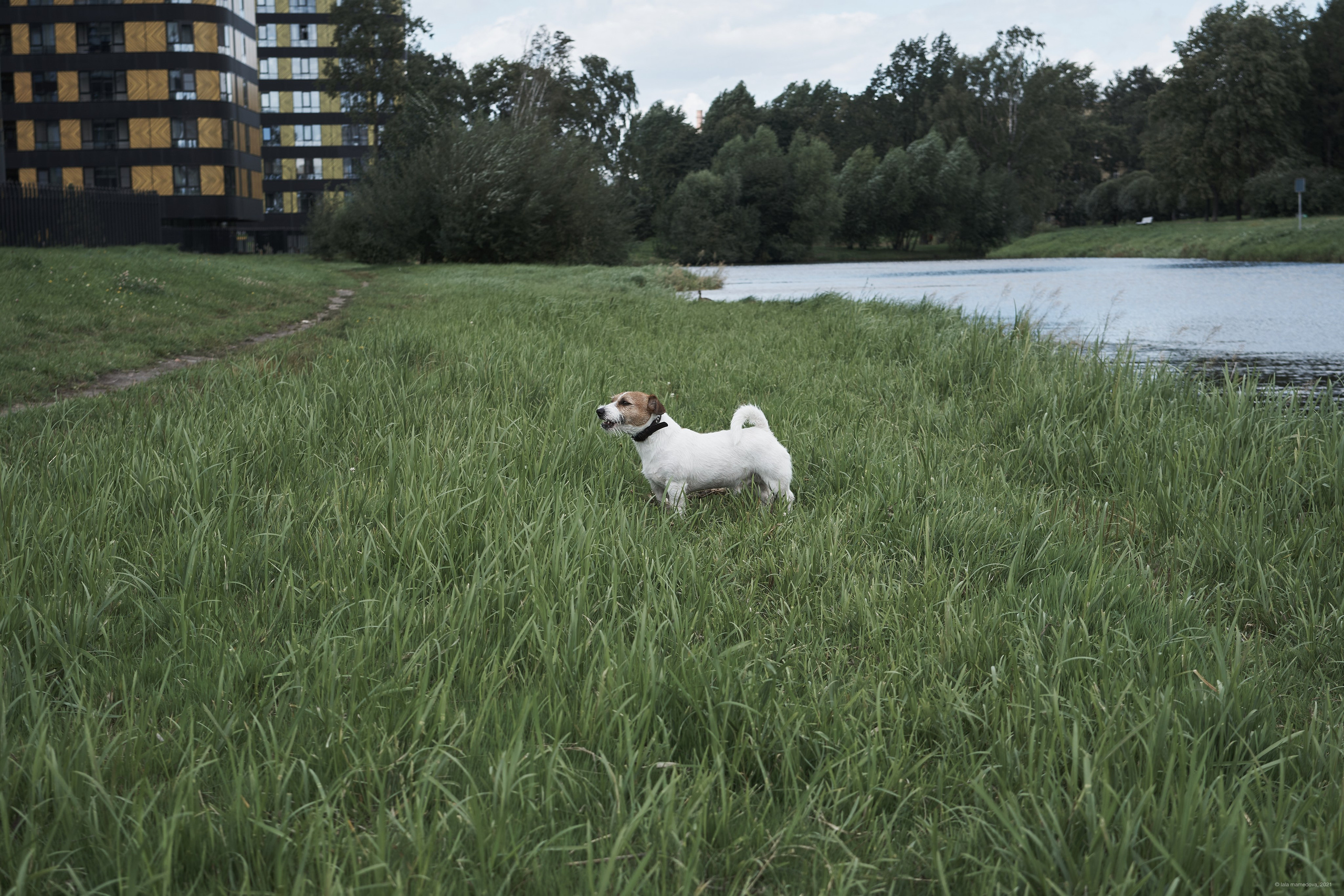 Jack Russell Terrier