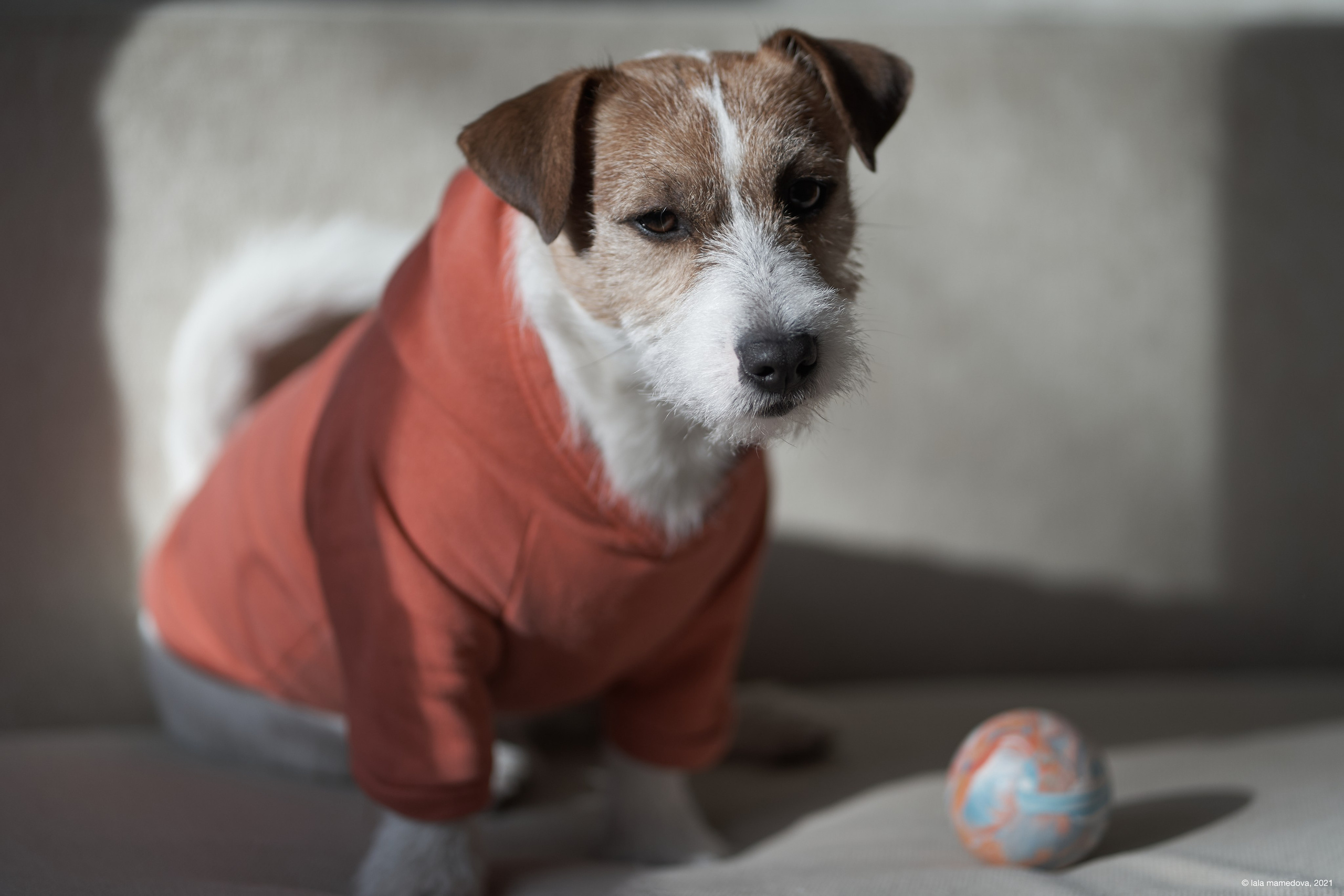 Jack Russell Terrier