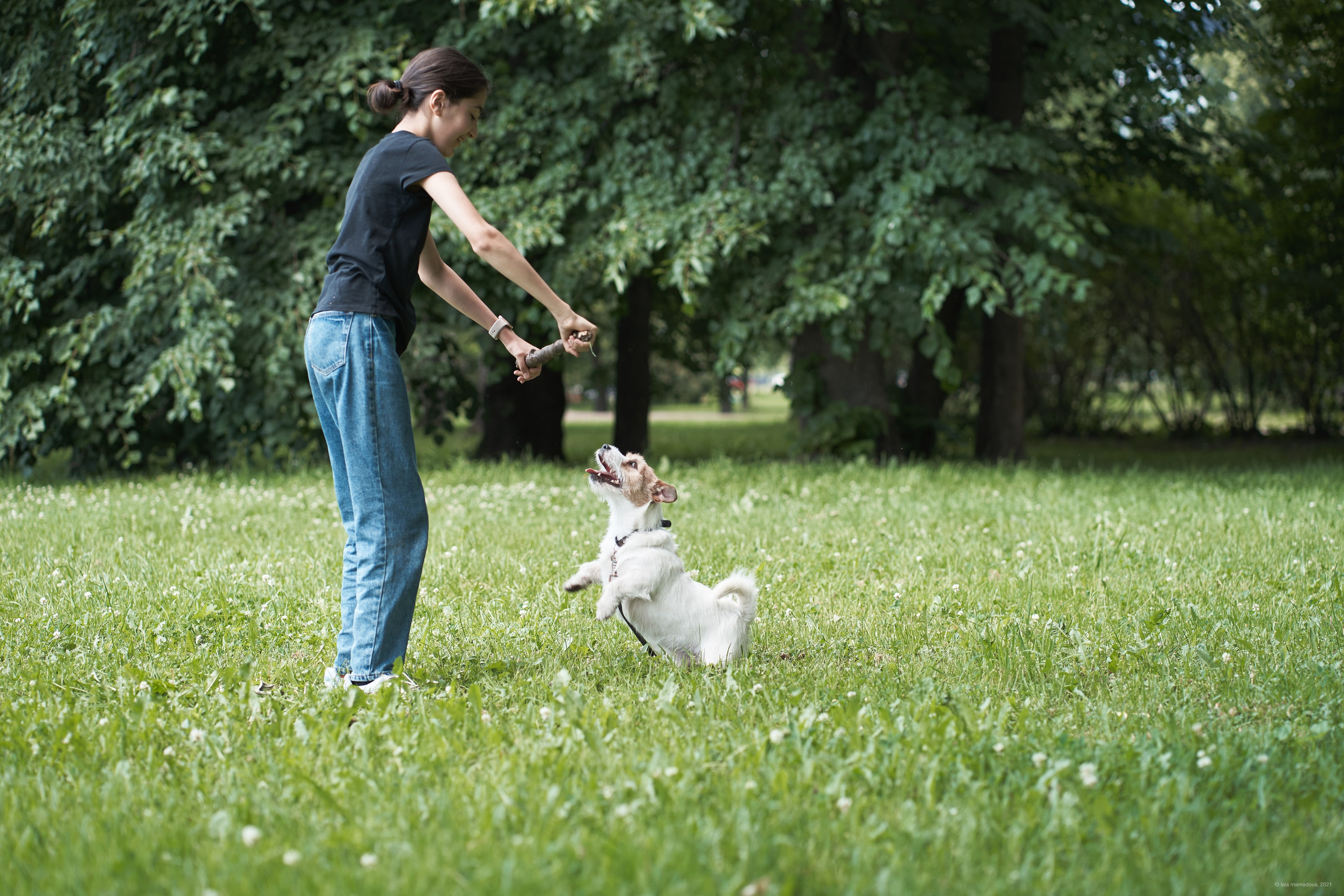 Jack Russell Terrier
