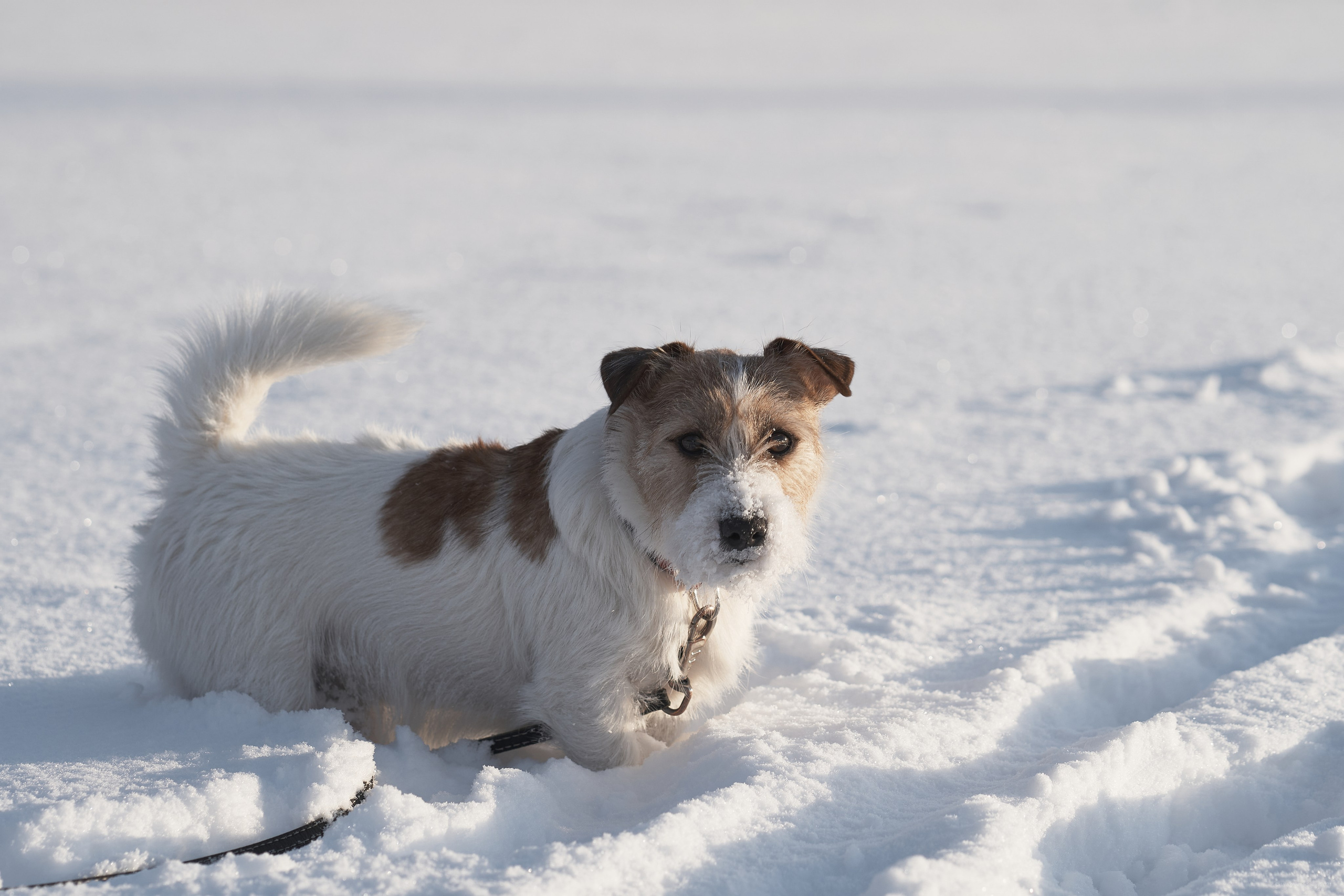Jack Russell Terrier