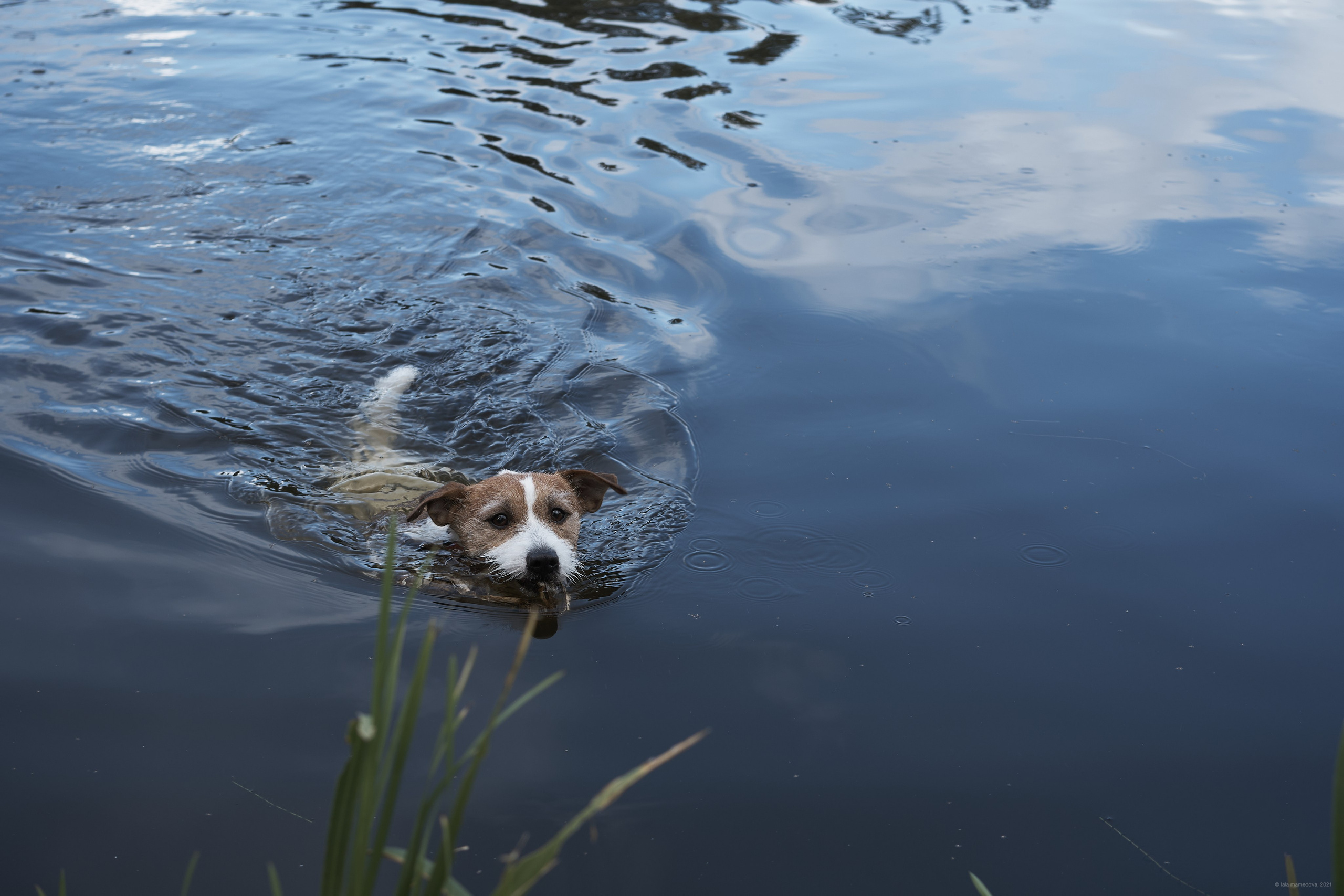 Jack Russell Terrier