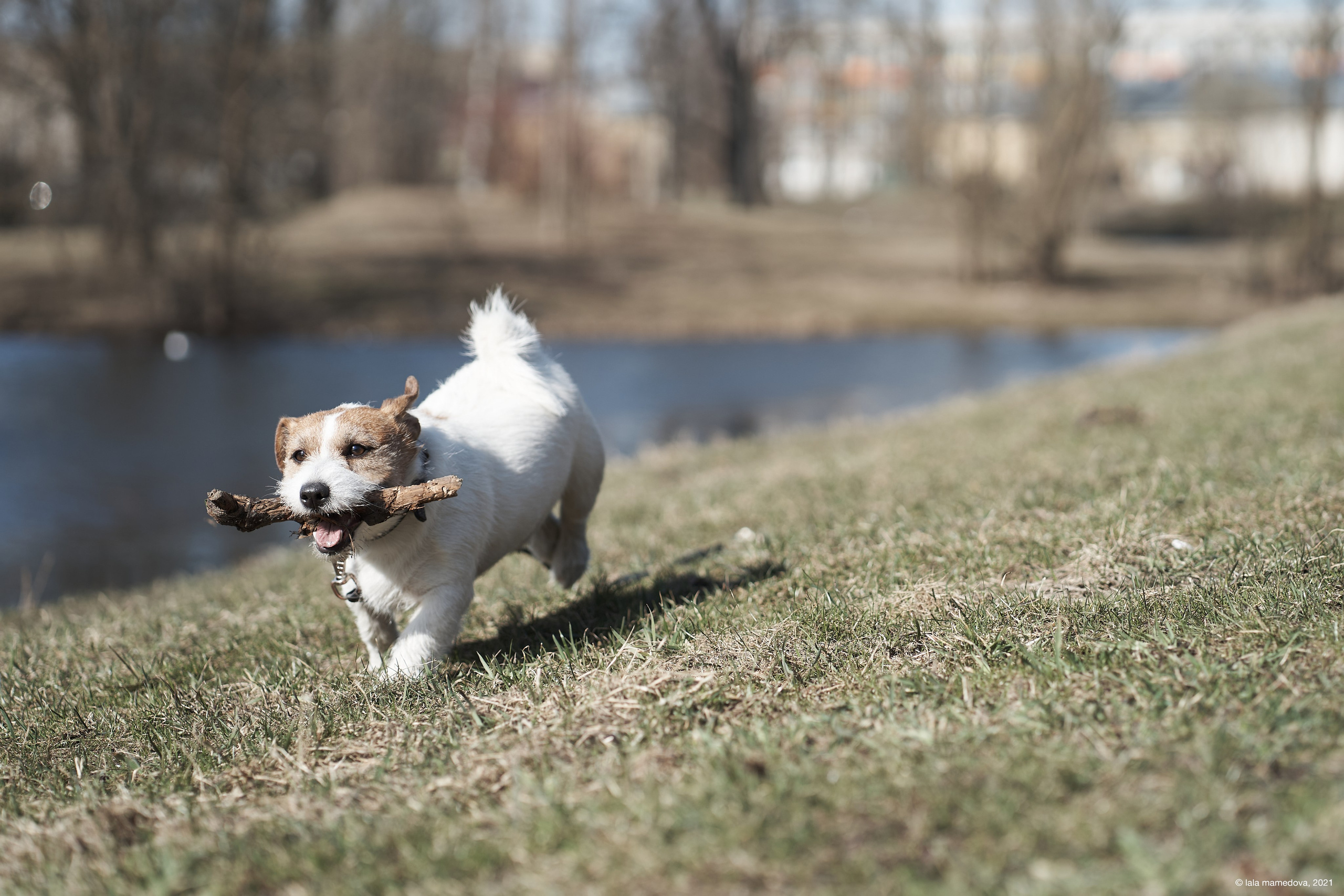 Jack Russell Terrier