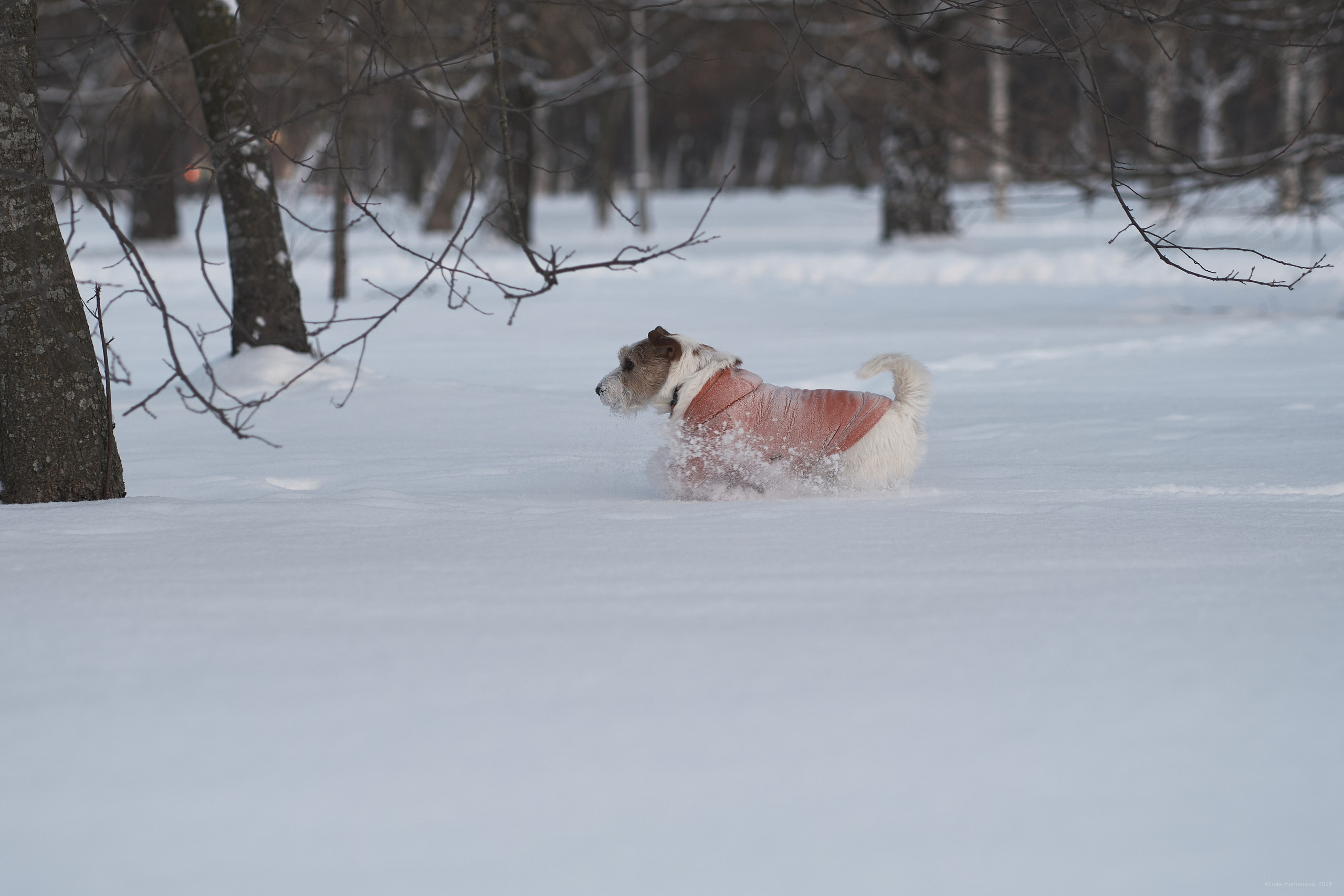 Jack Russell Terrier