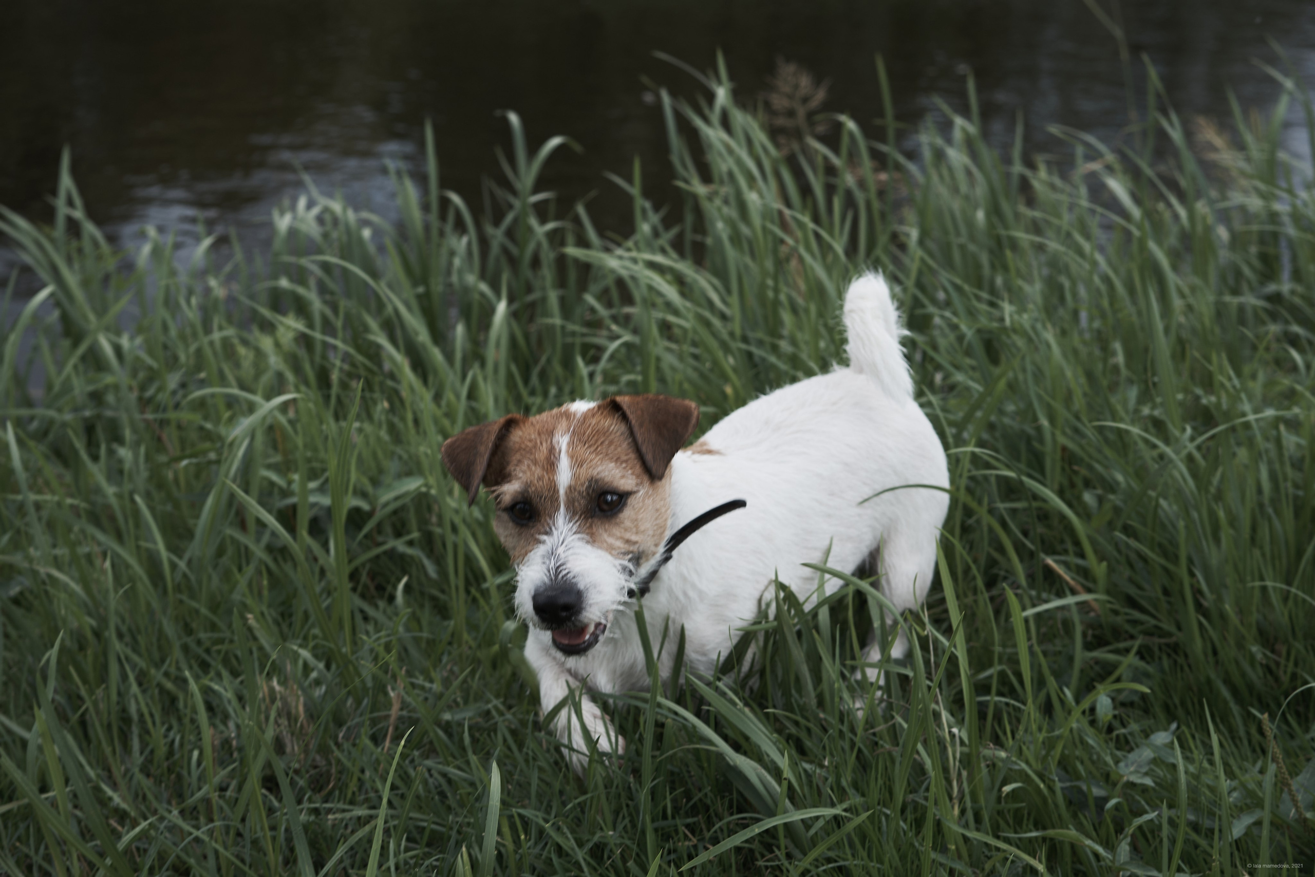 Jack Russell Terrier