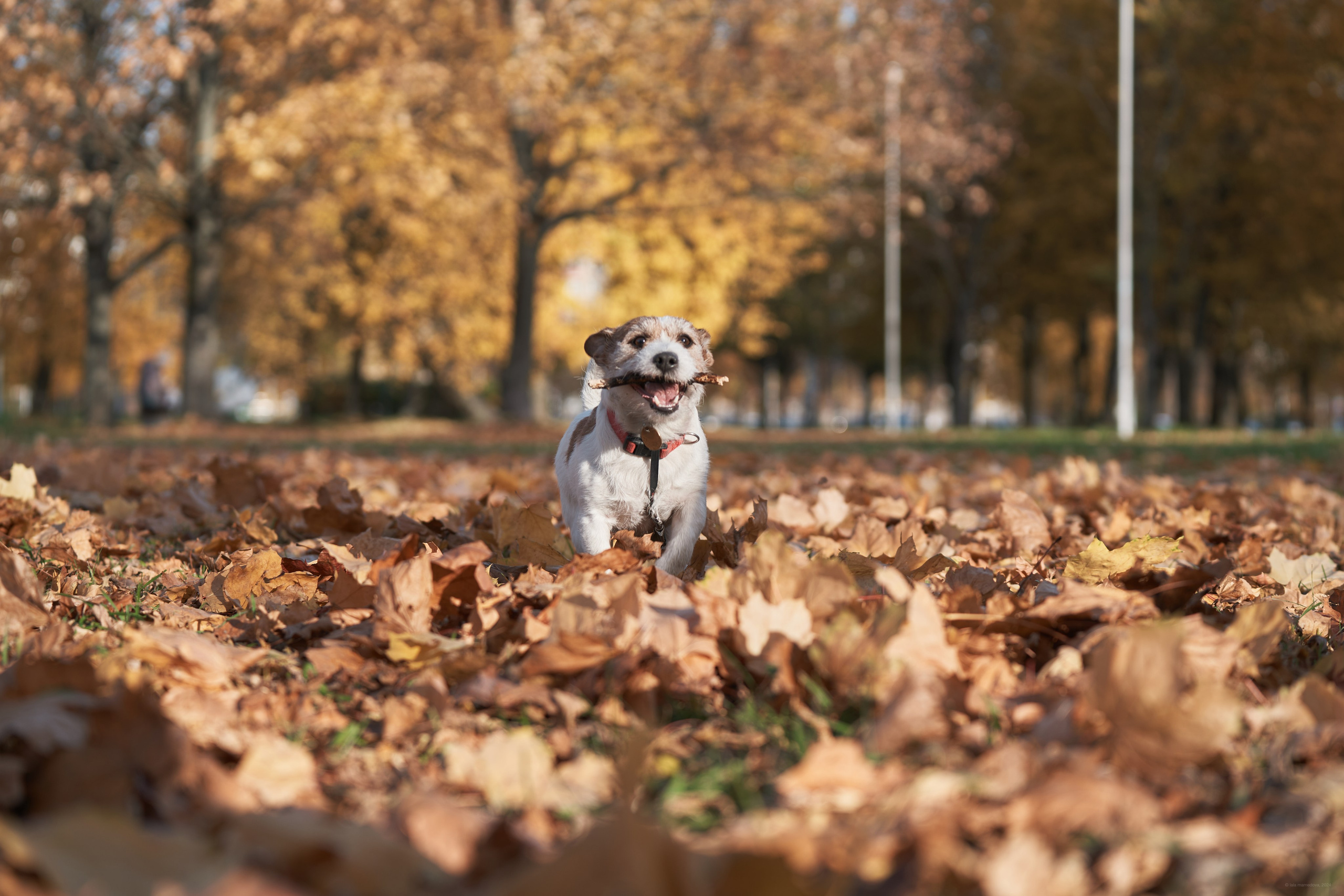 Jack Russell Terrier