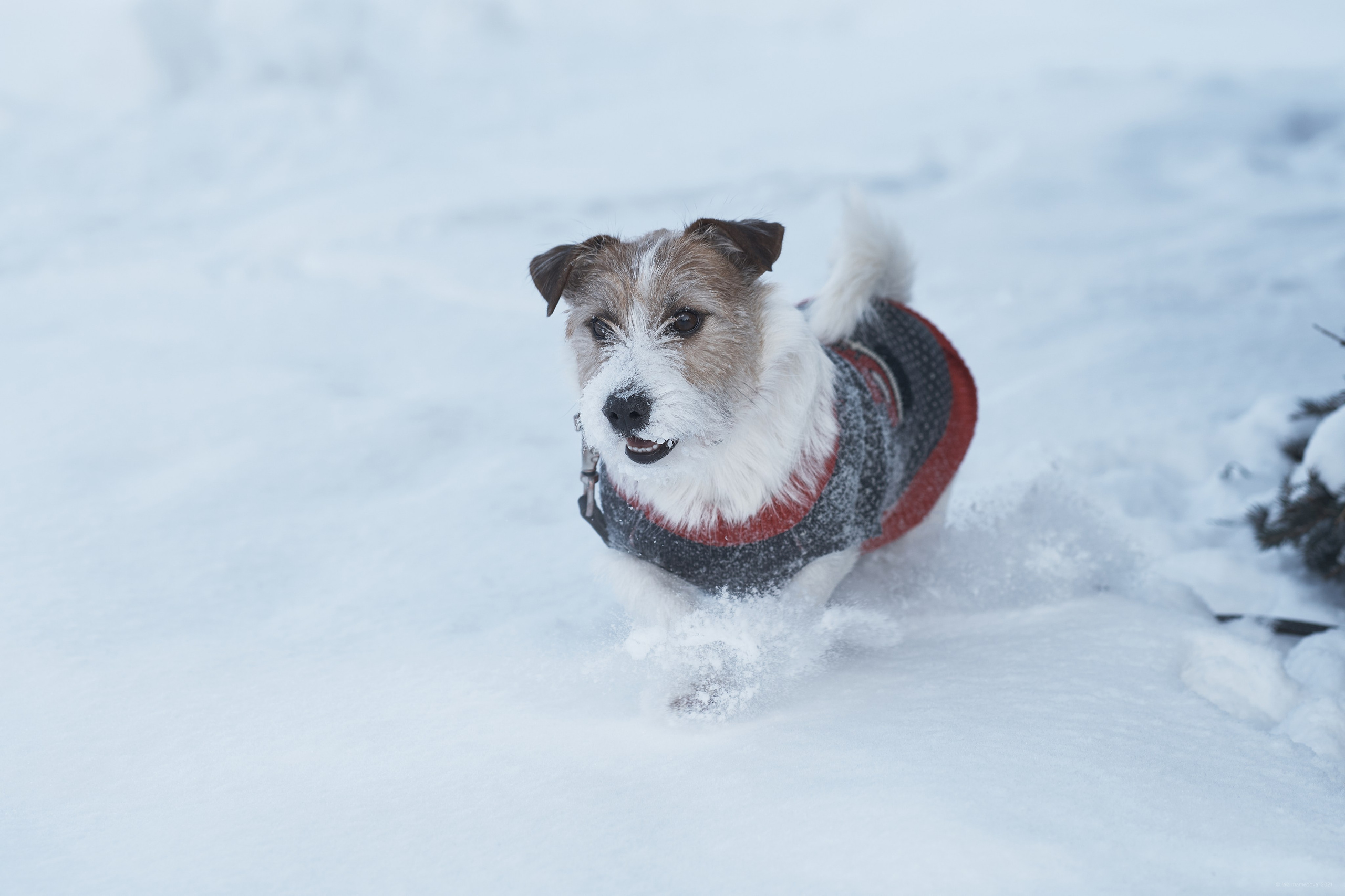 Jack Russell Terrier