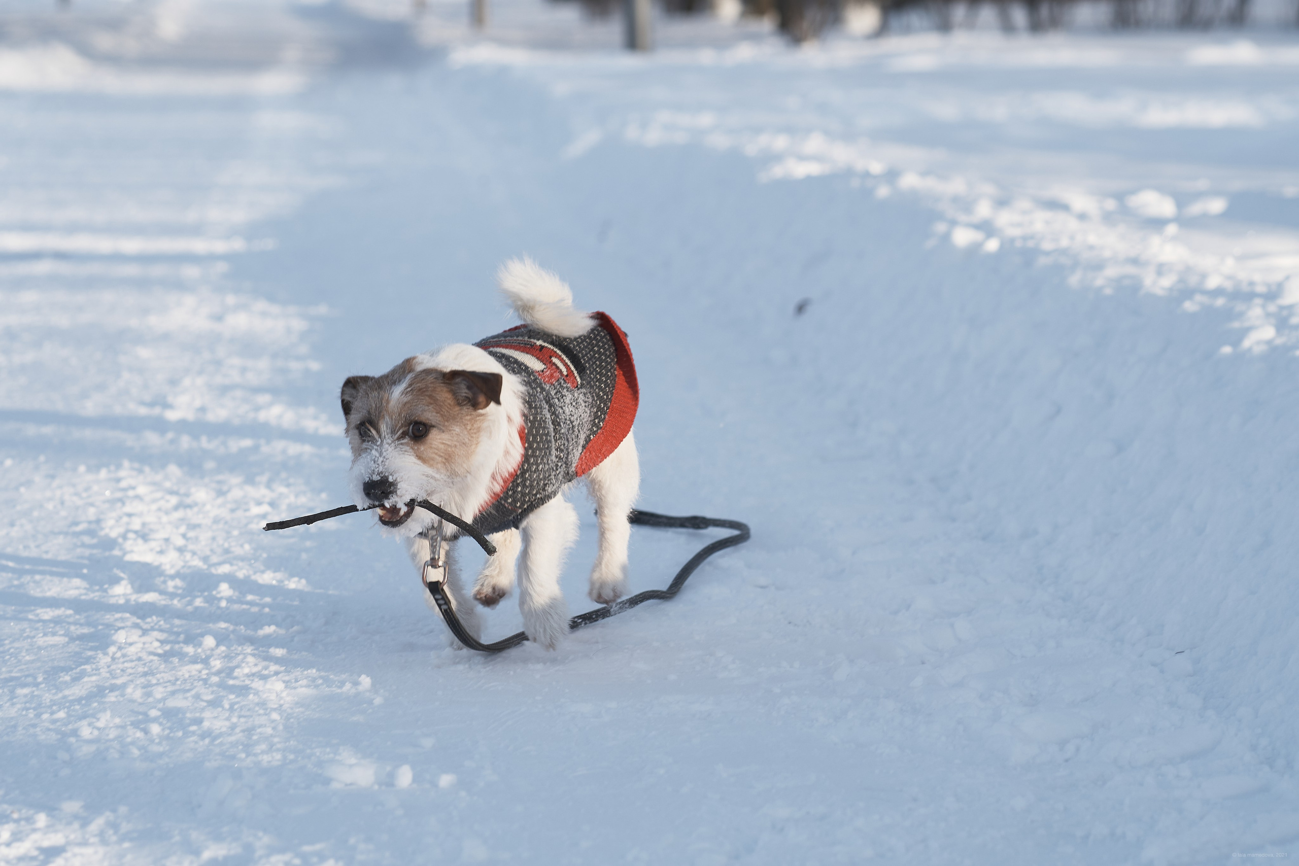Jack Russell Terrier
