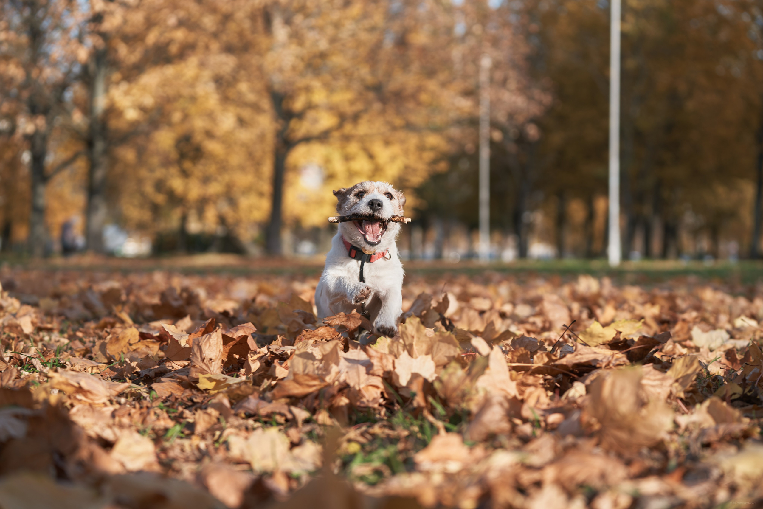 Jack Russell Terrier