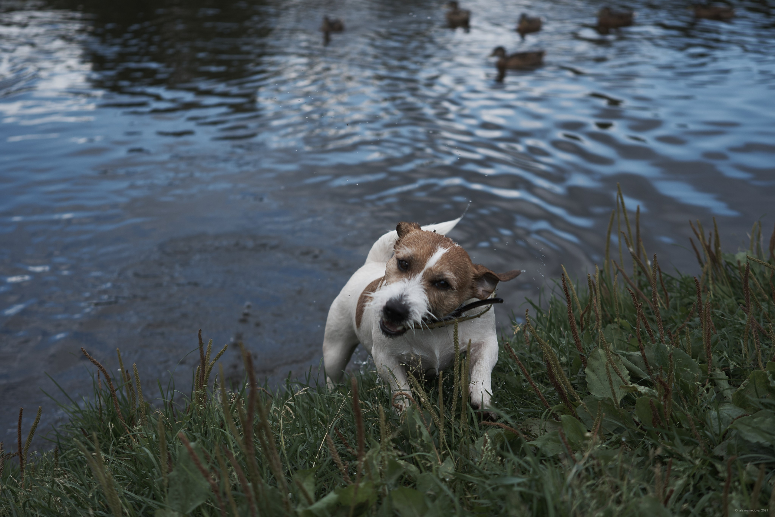 Jack Russell Terrier