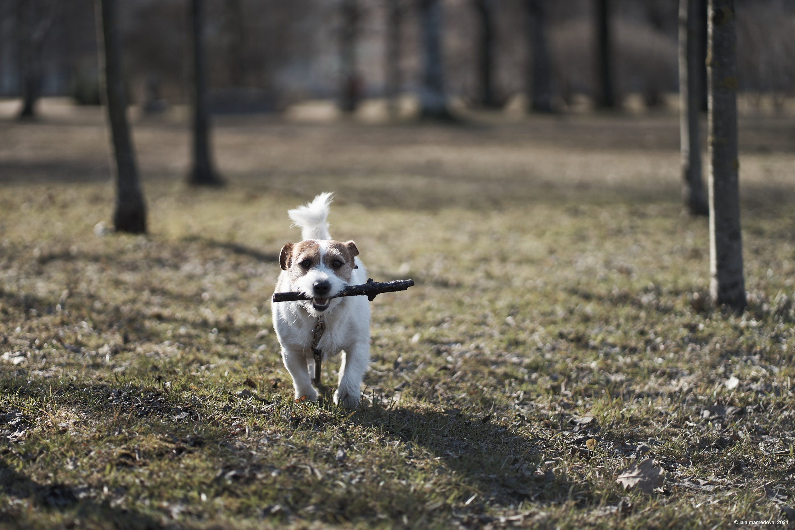 Jack Russell Terrier