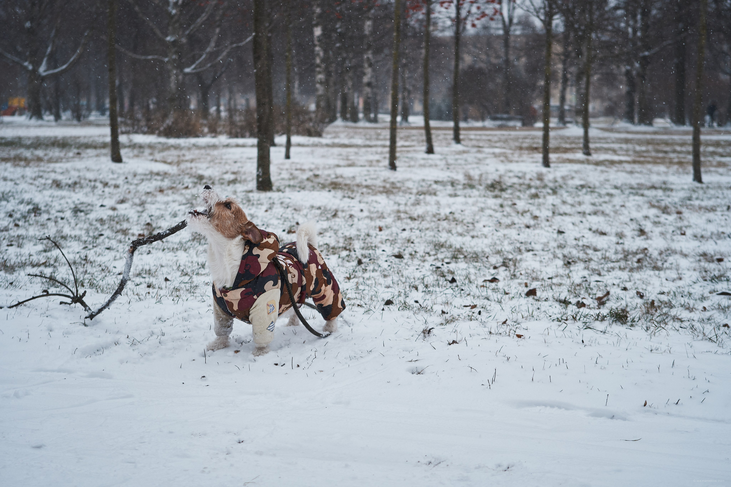 Jack Russell Terrier