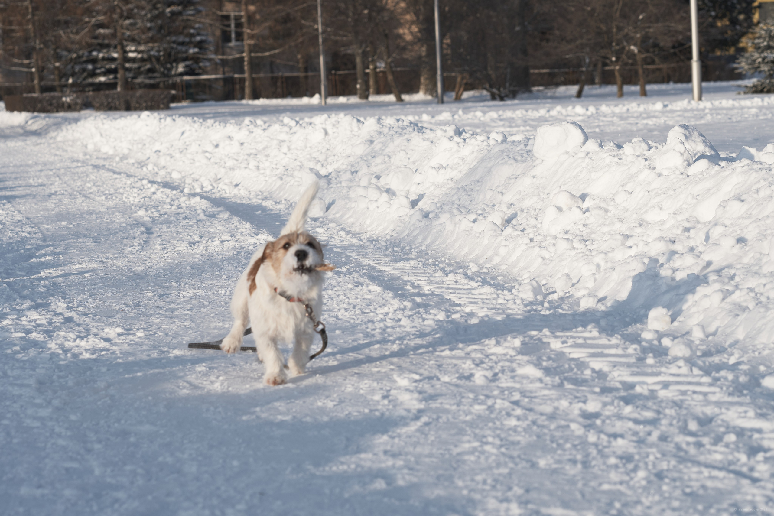 Jack Russell Terrier