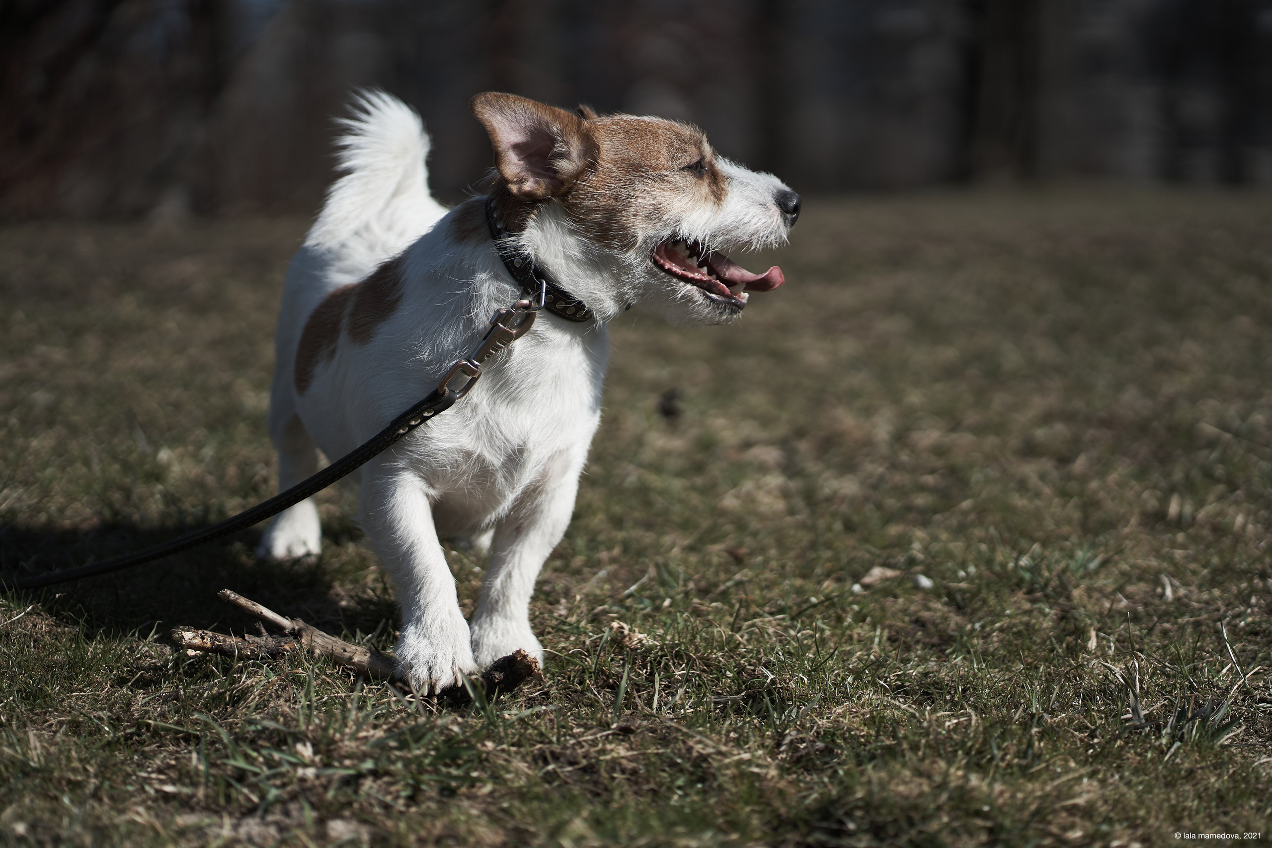 Jack Russell Terrier