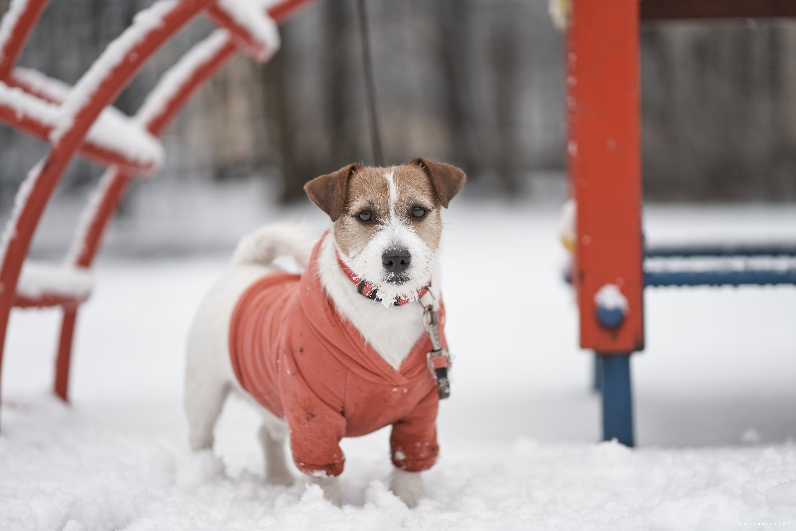 Jack Russell Terrier