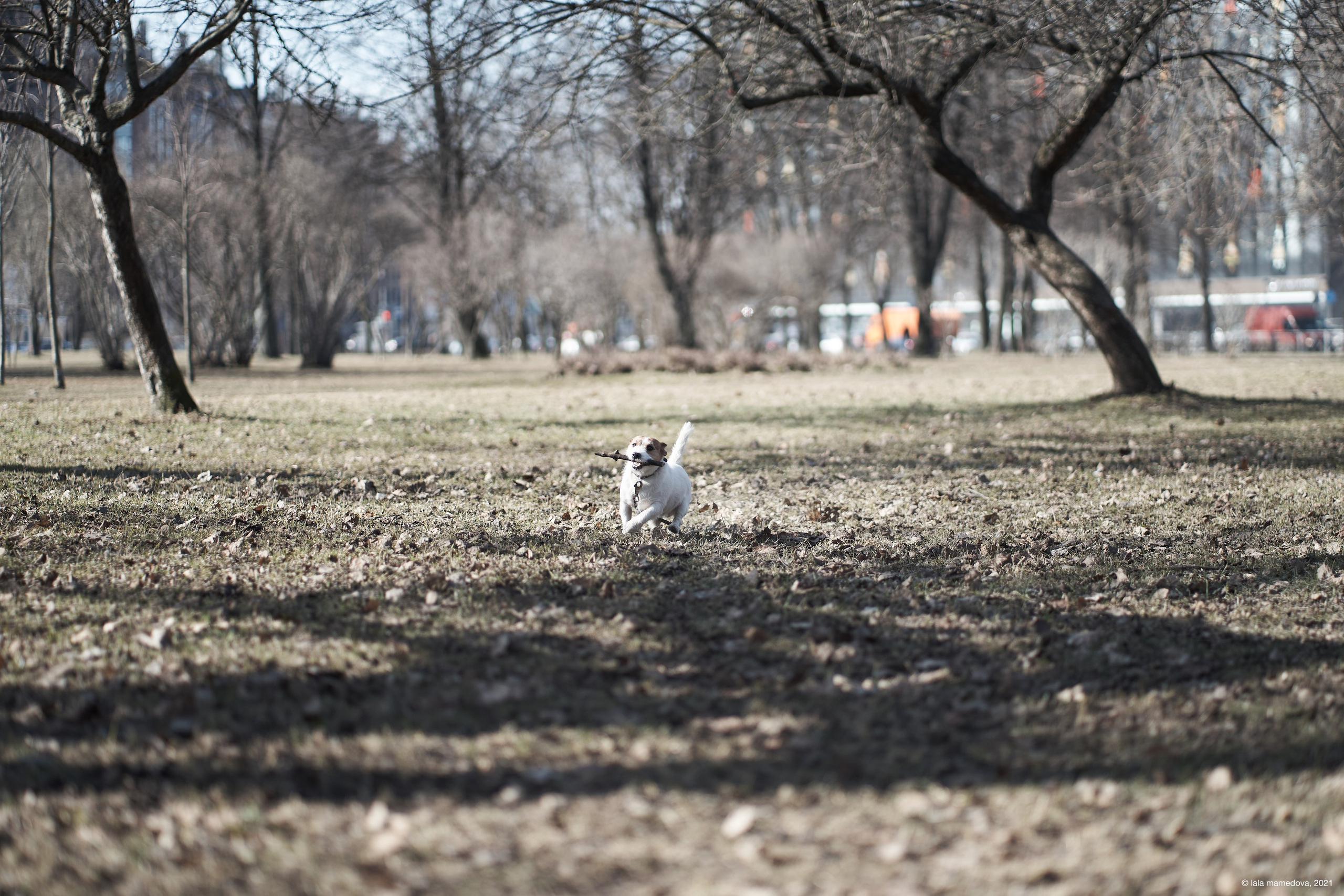 Jack Russell Terrier