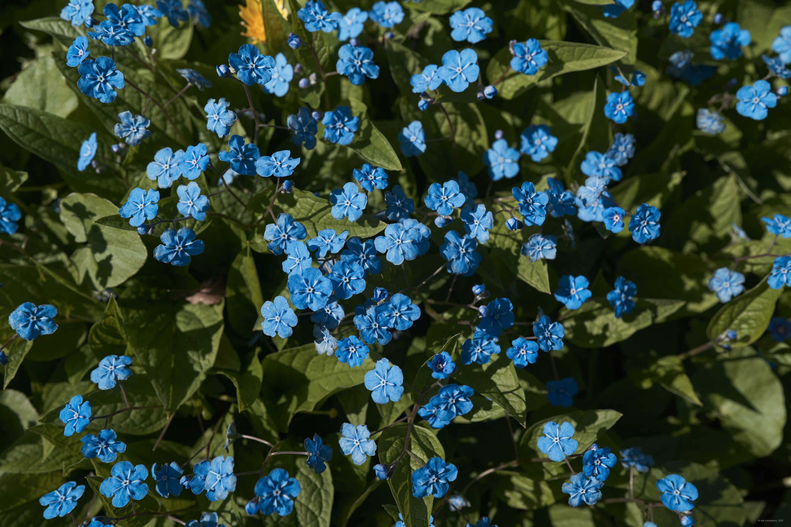 Природа