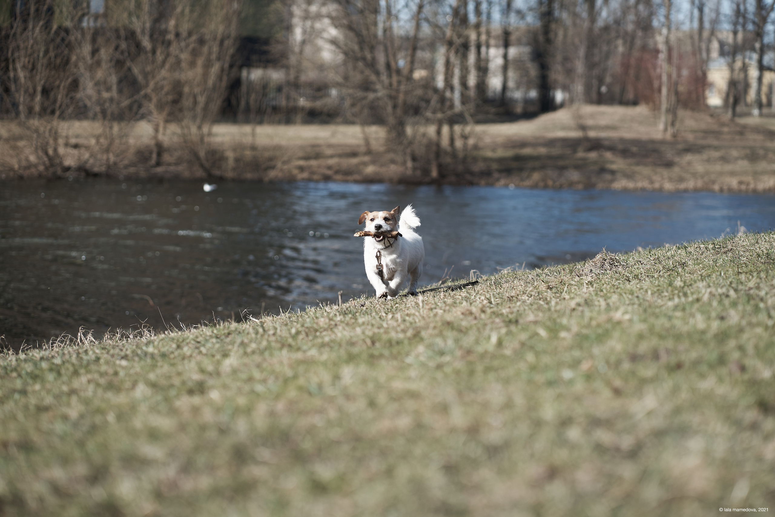 Jack Russell Terrier