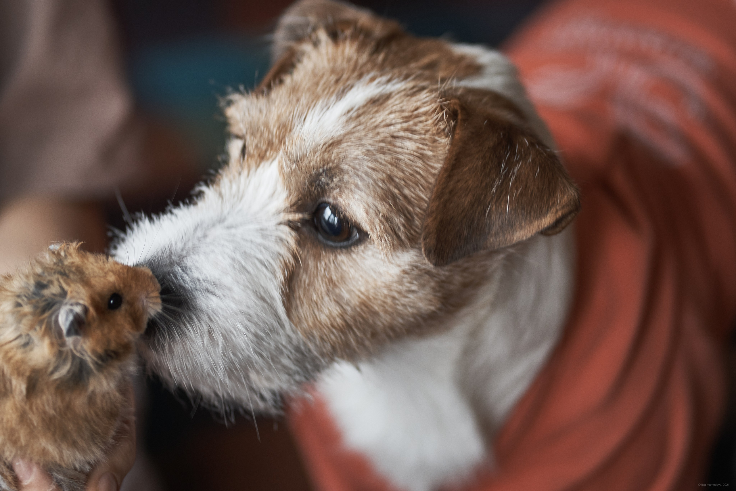 Jack Russell Terrier