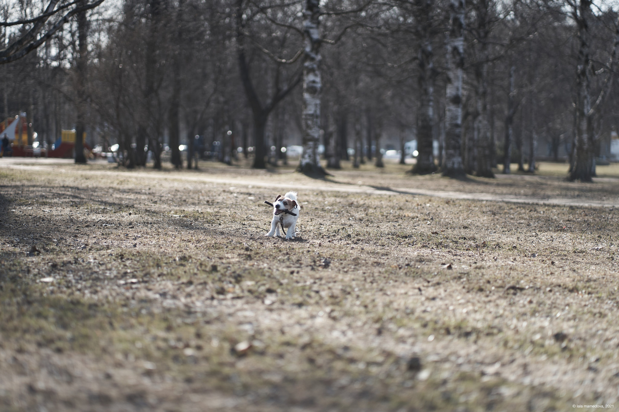 Jack Russell Terrier