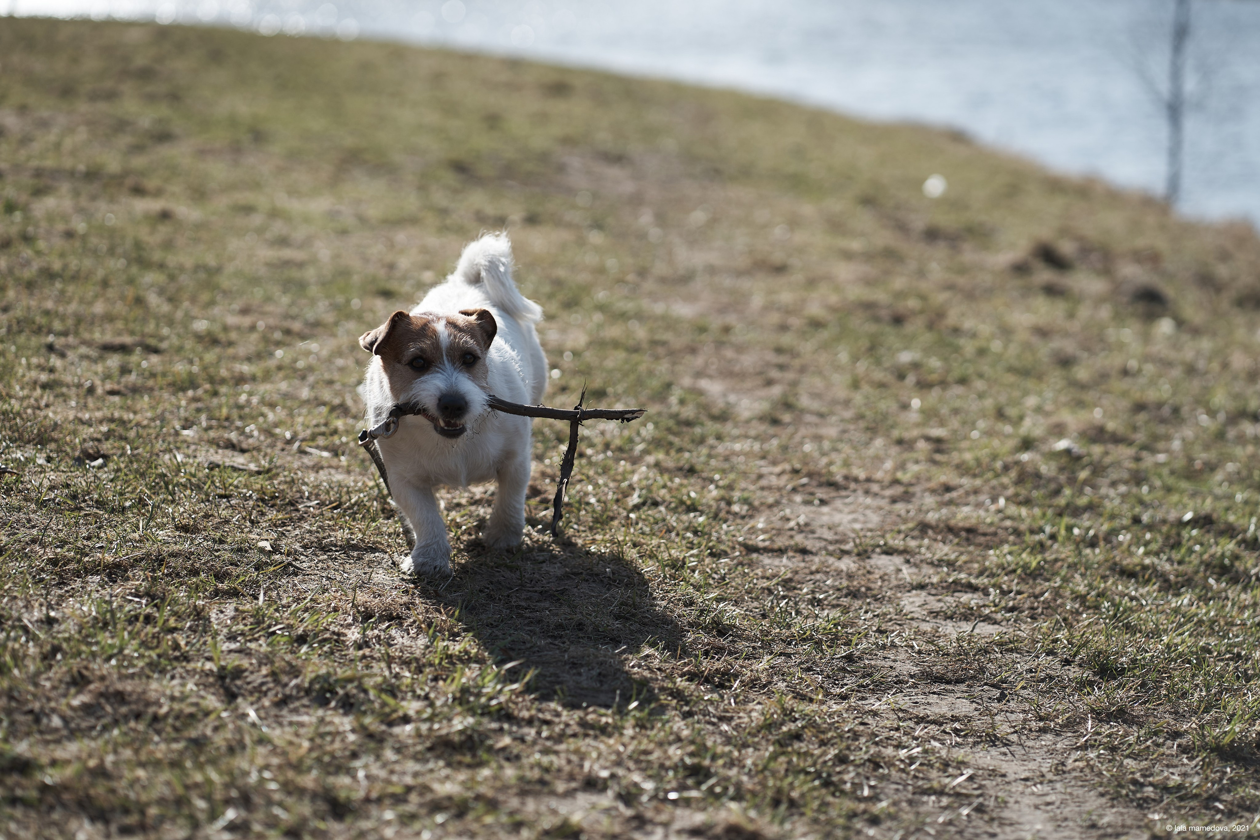 Jack Russell Terrier