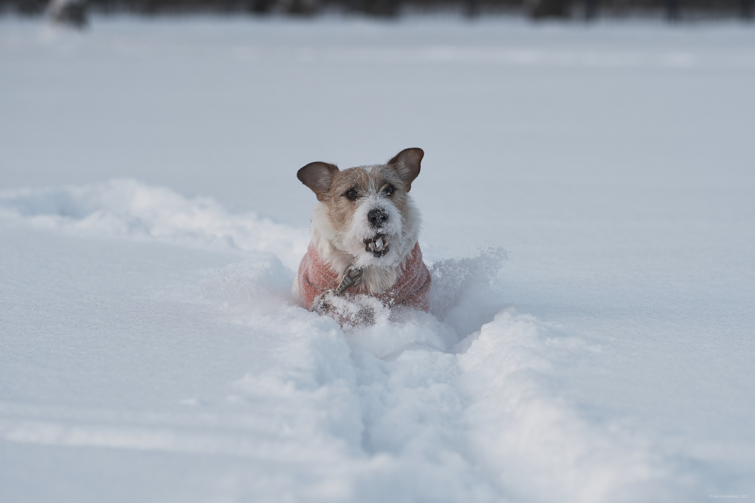 Jack Russell Terrier