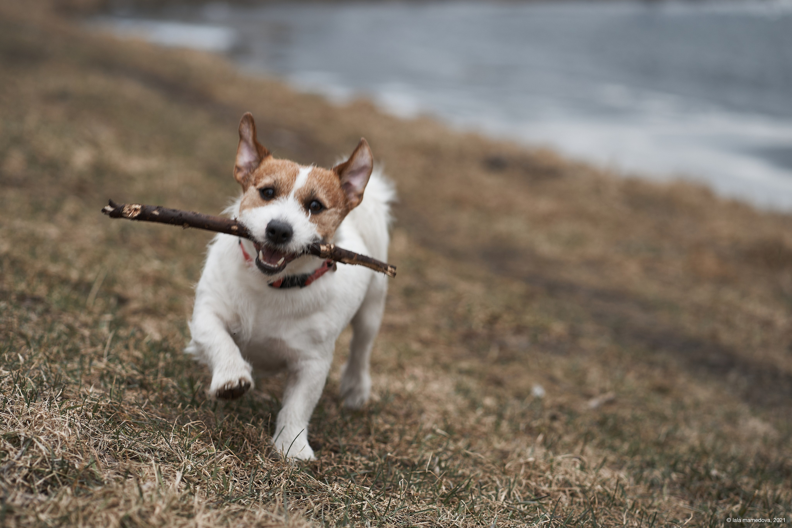 Jack Russell Terrier