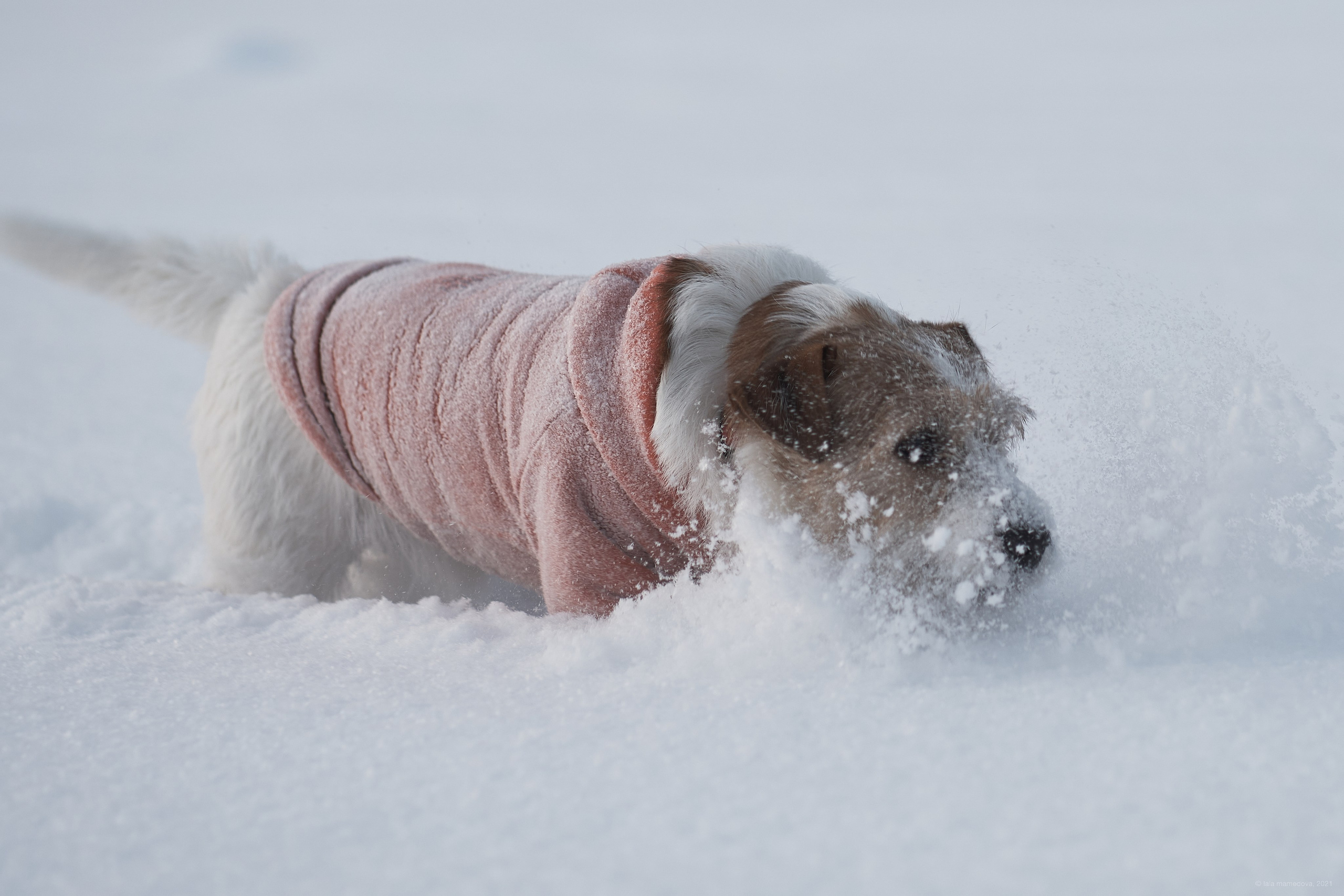 Jack Russell Terrier