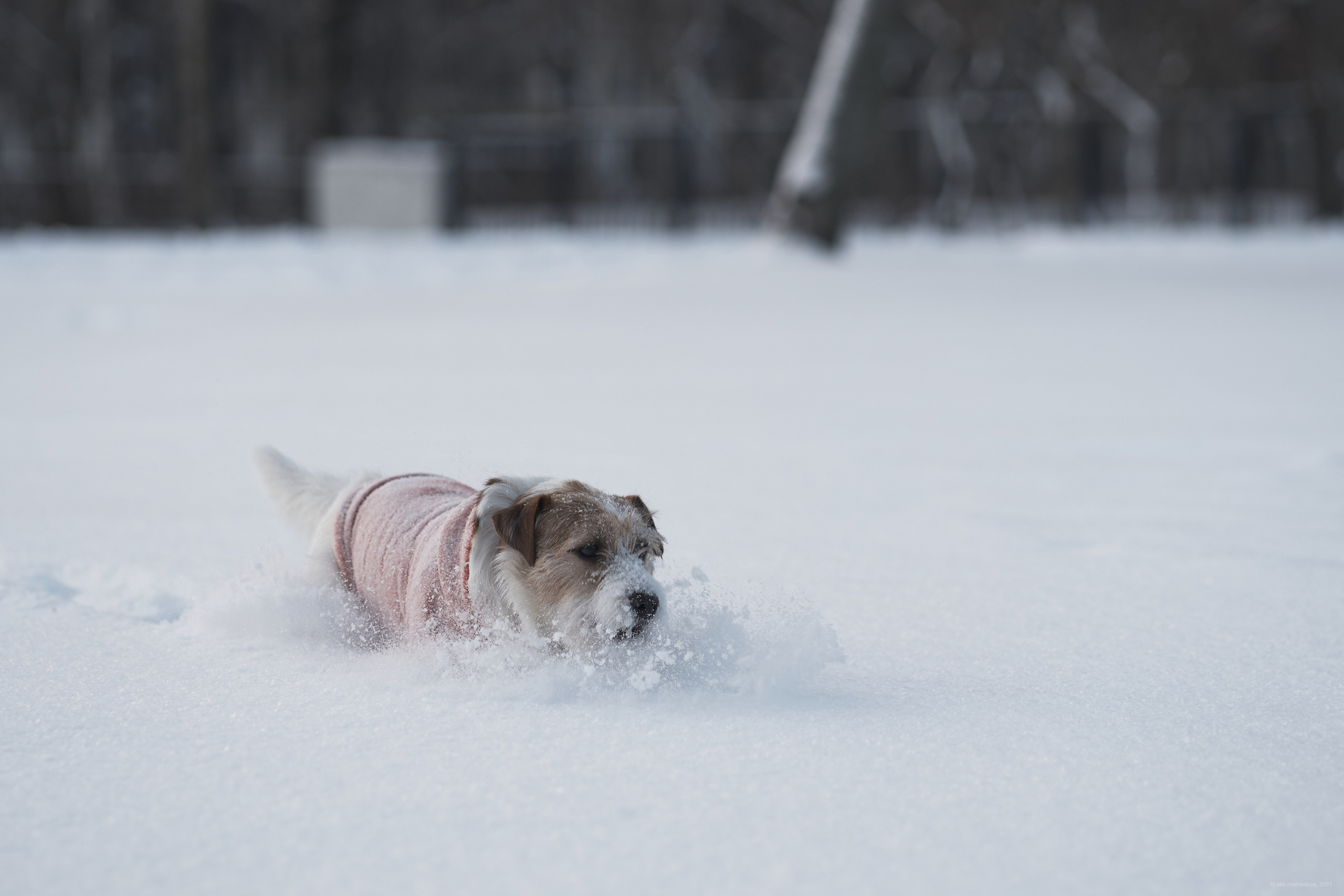Jack Russell Terrier
