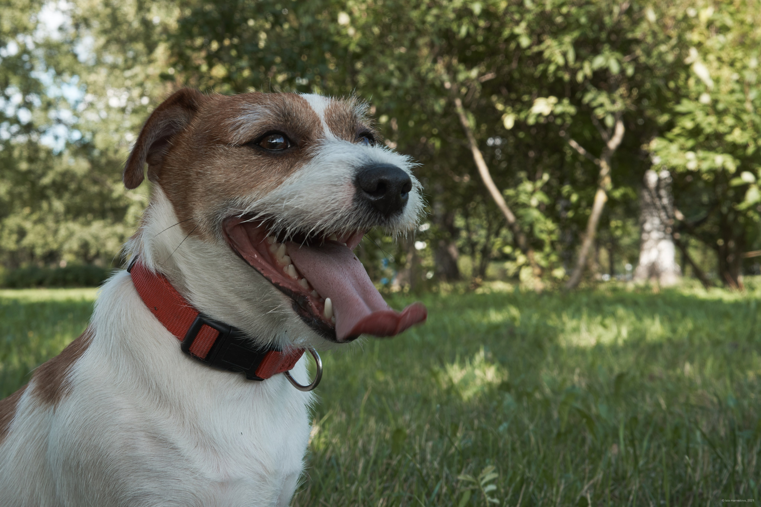 Jack Russell Terrier