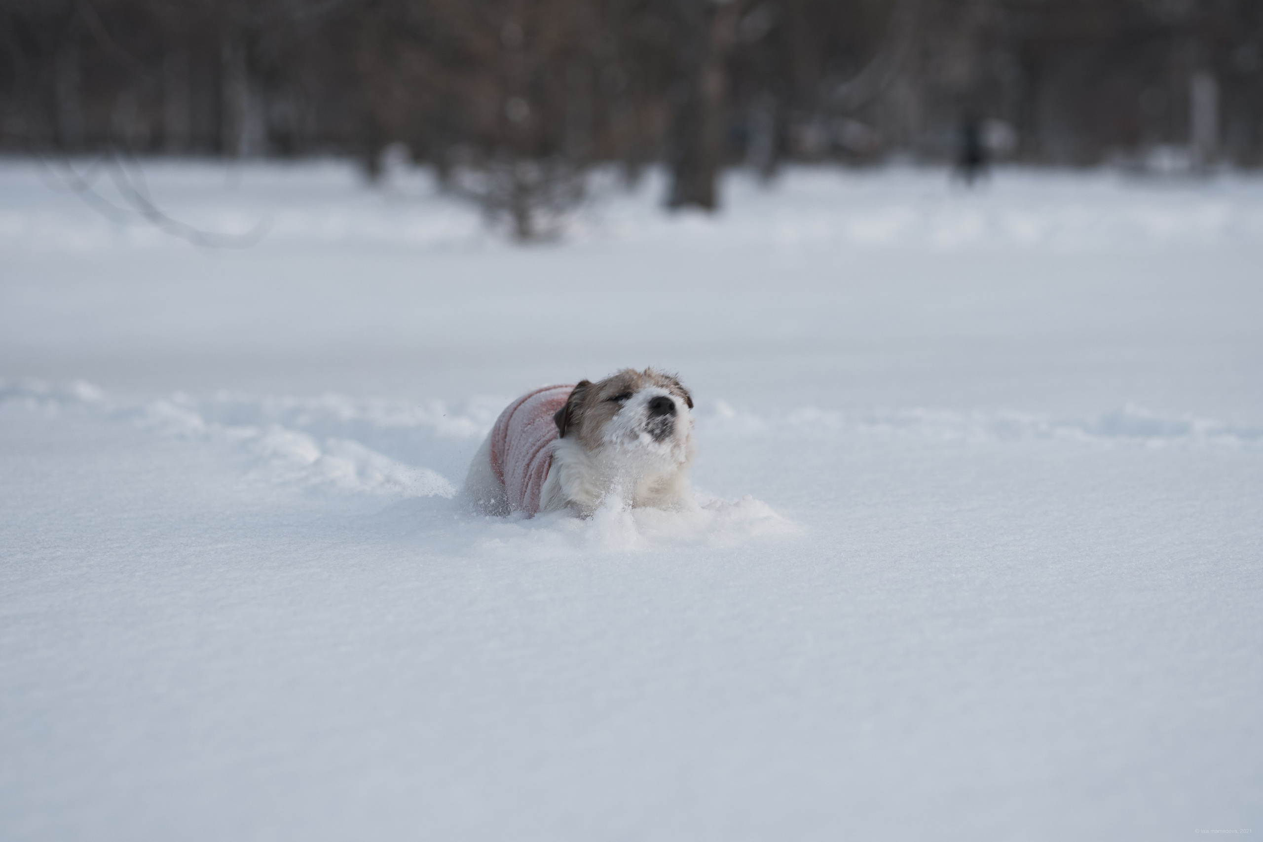 Jack Russell Terrier