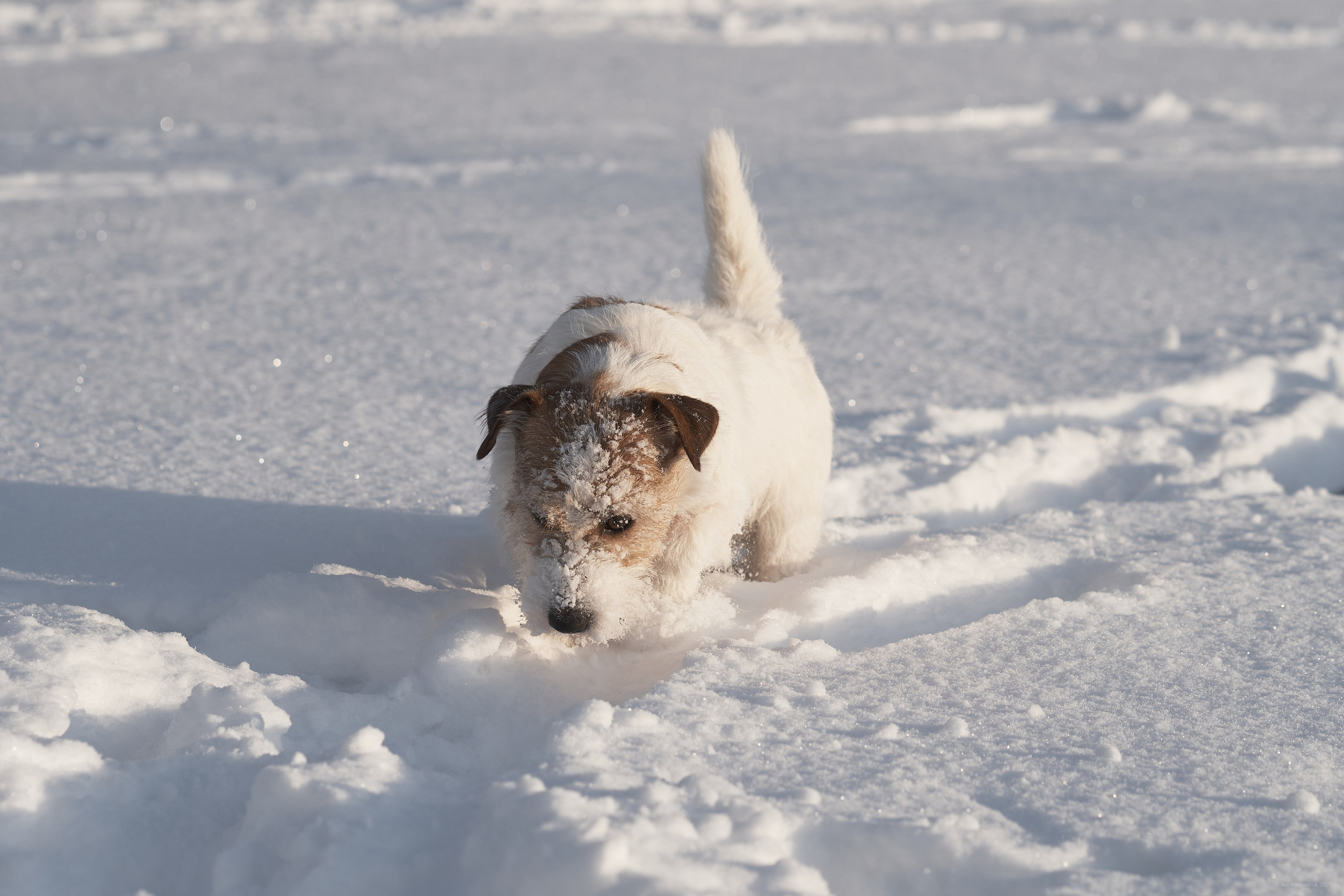 Jack Russell Terrier