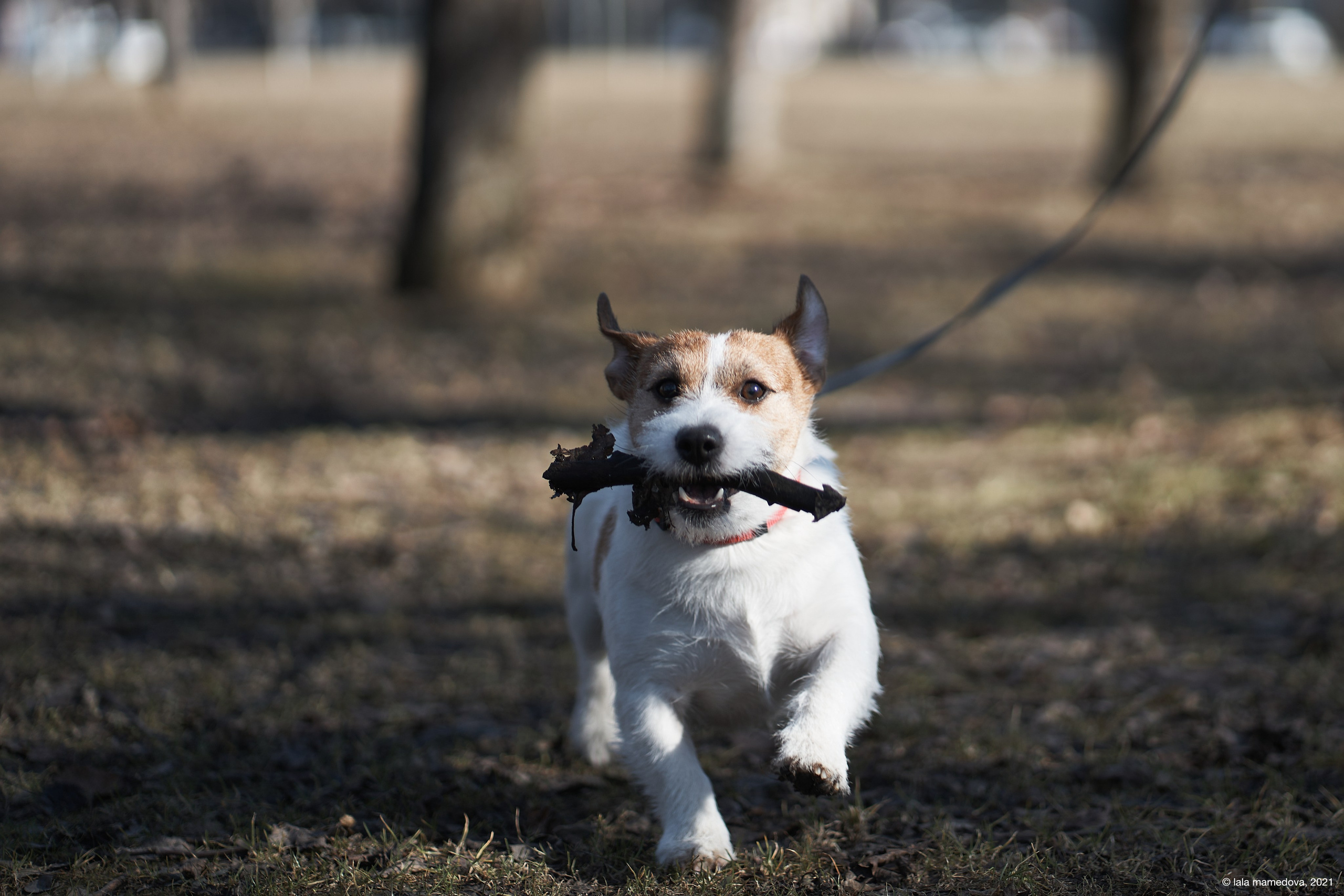Jack Russell Terrier