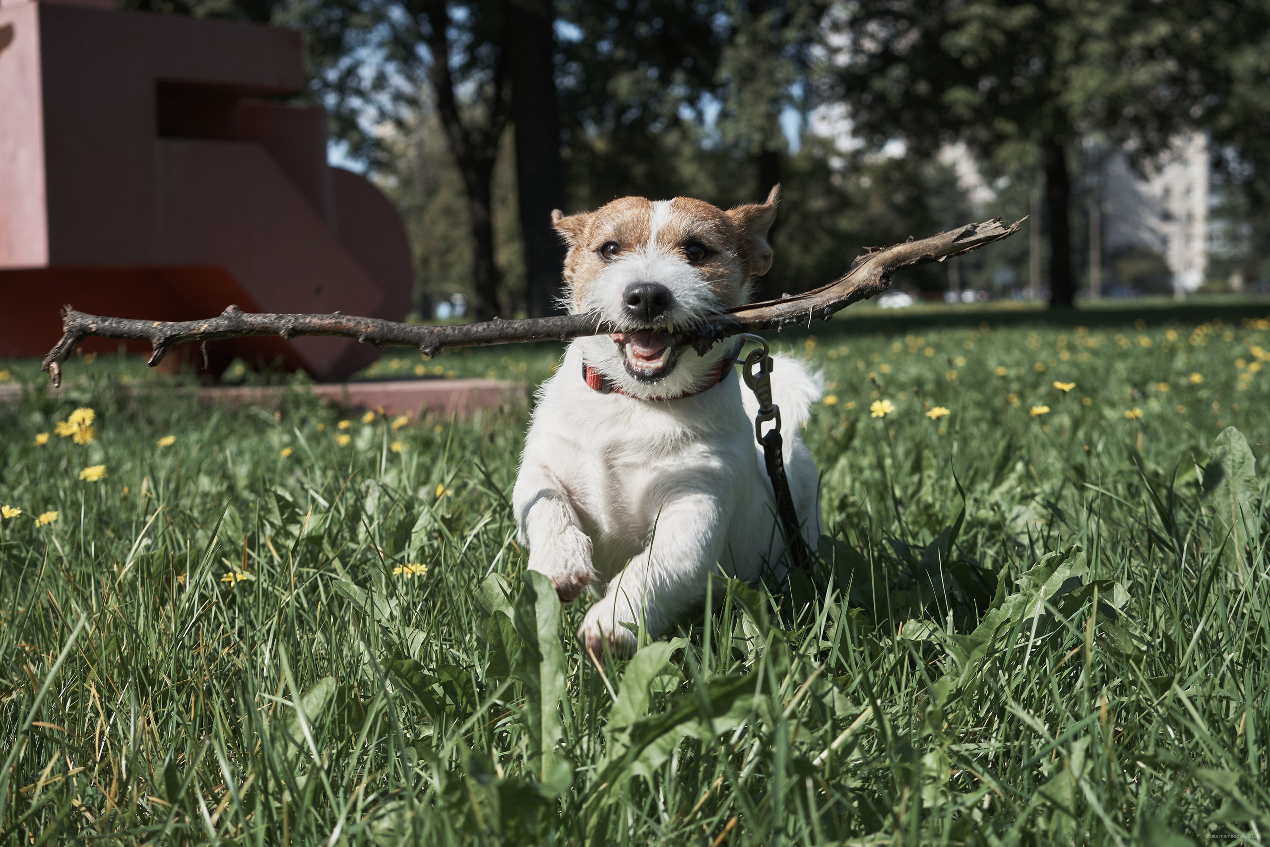 Jack Russell Terrier