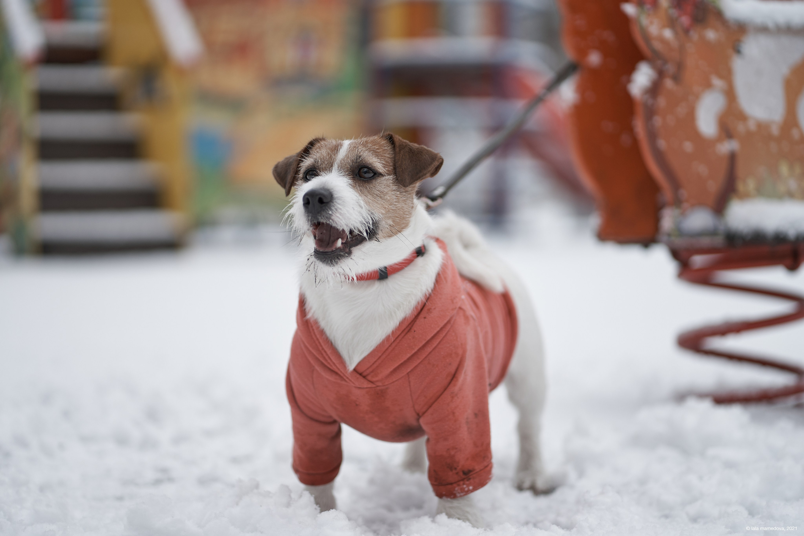 Jack Russell Terrier
