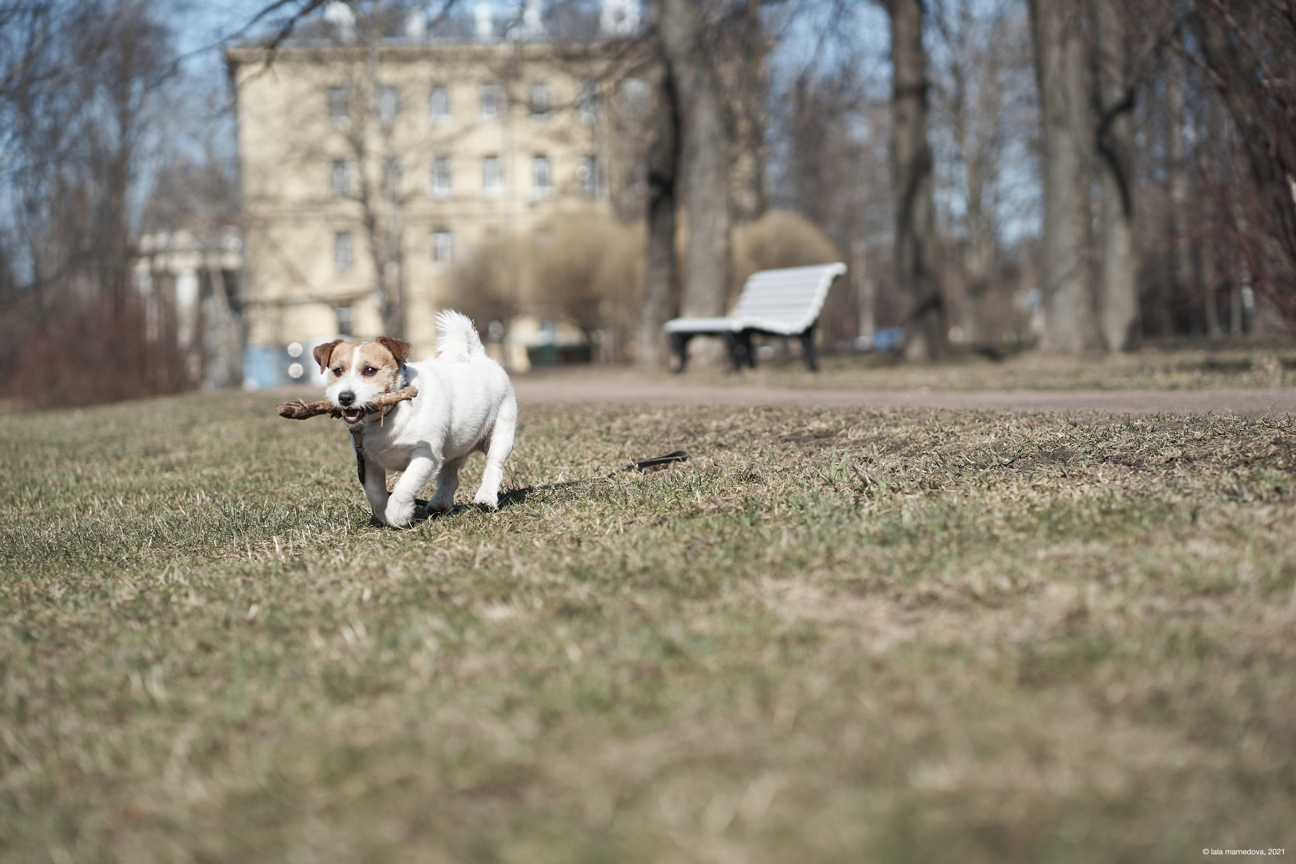 Jack Russell Terrier