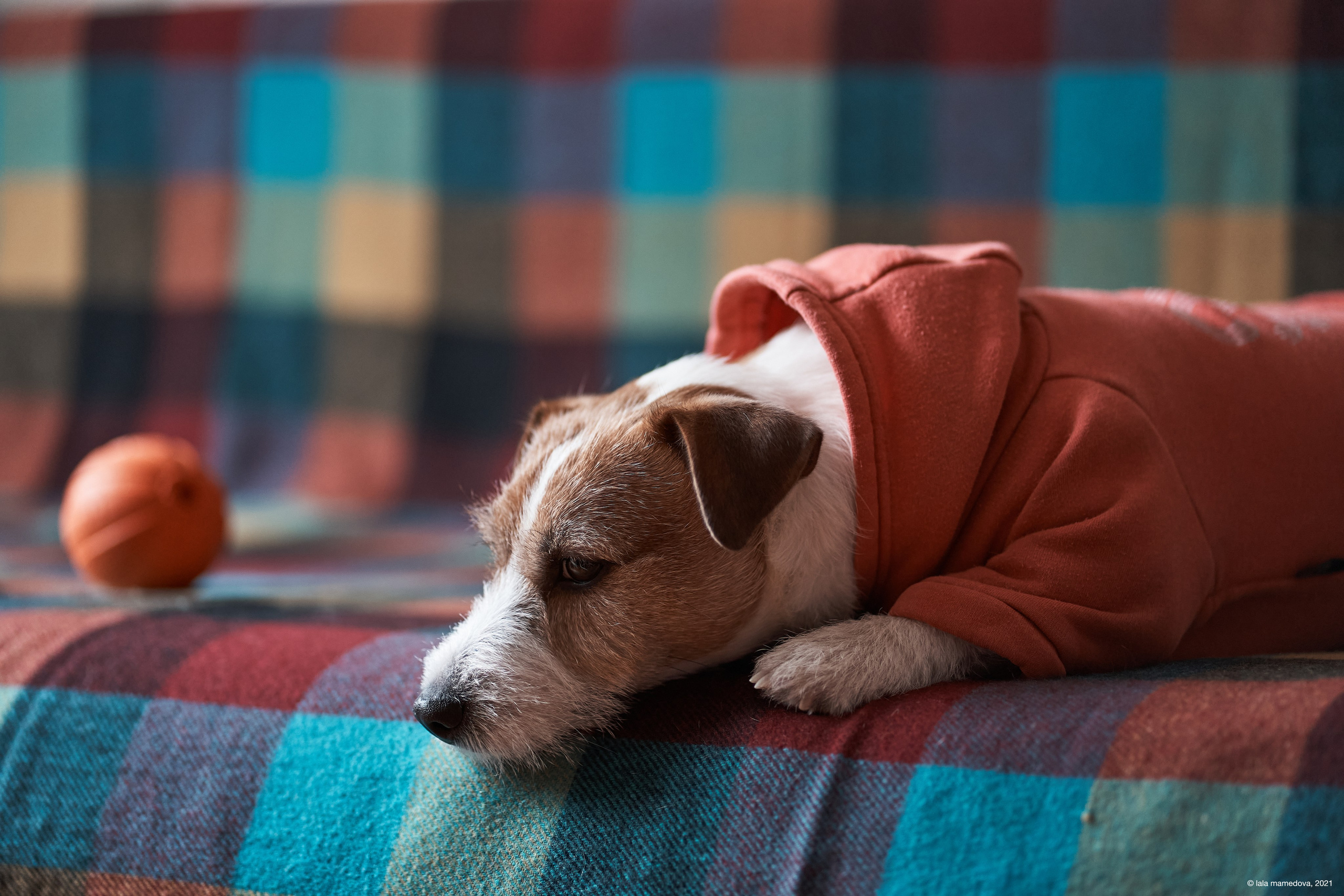 Jack Russell Terrier