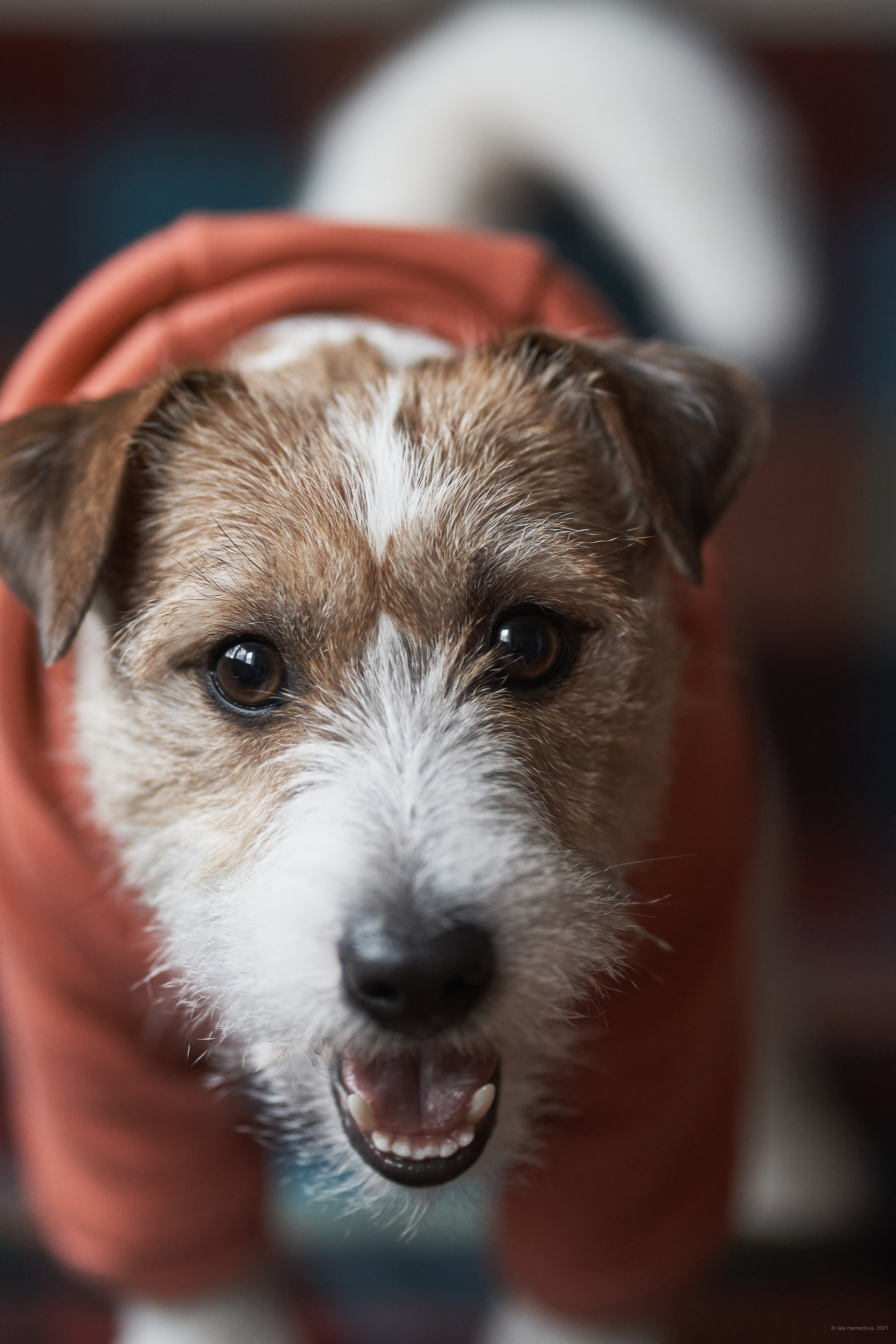 Jack Russell Terrier
