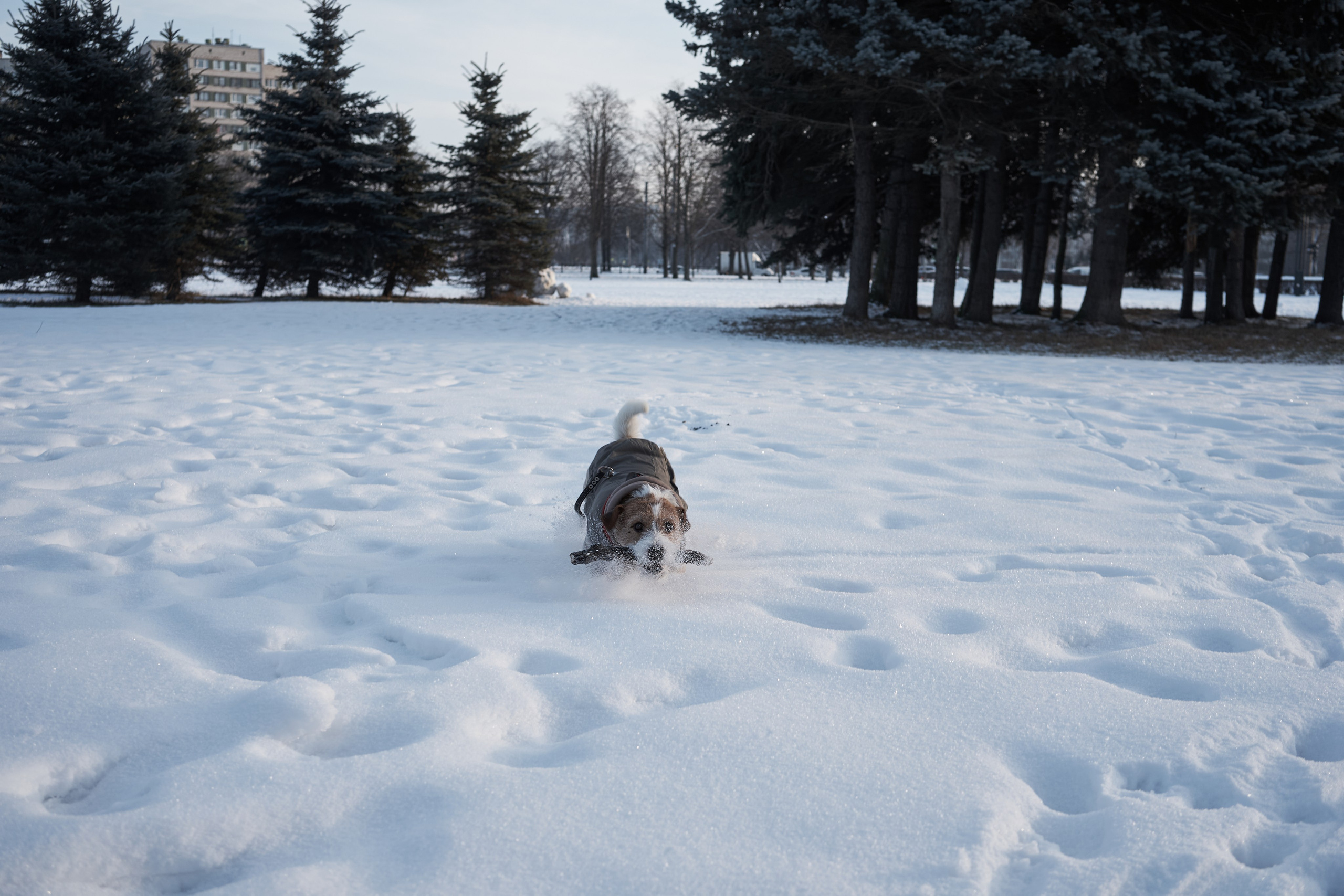 Jack Russell Terrier
