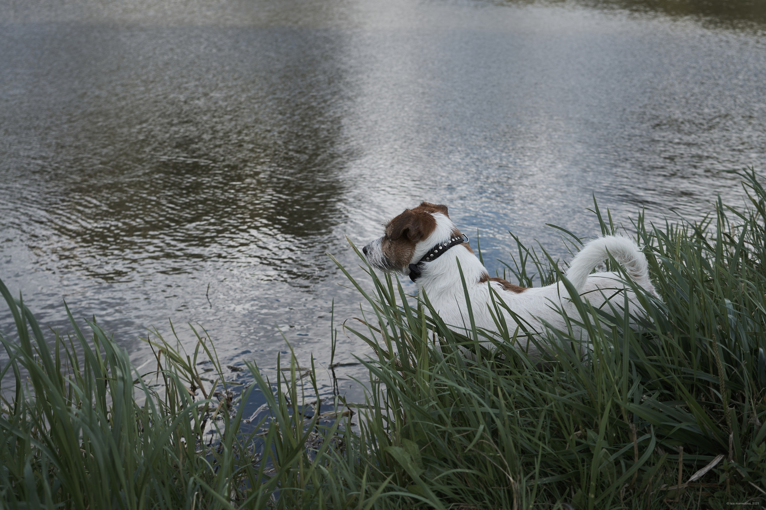 Jack Russell Terrier