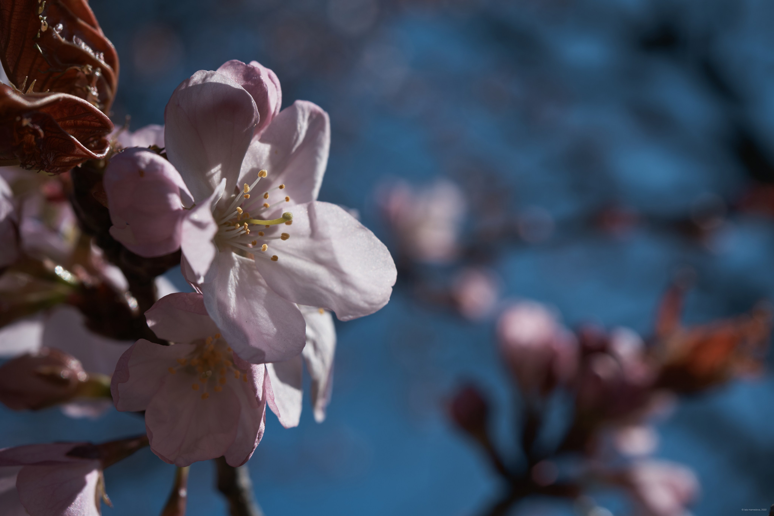 Природа