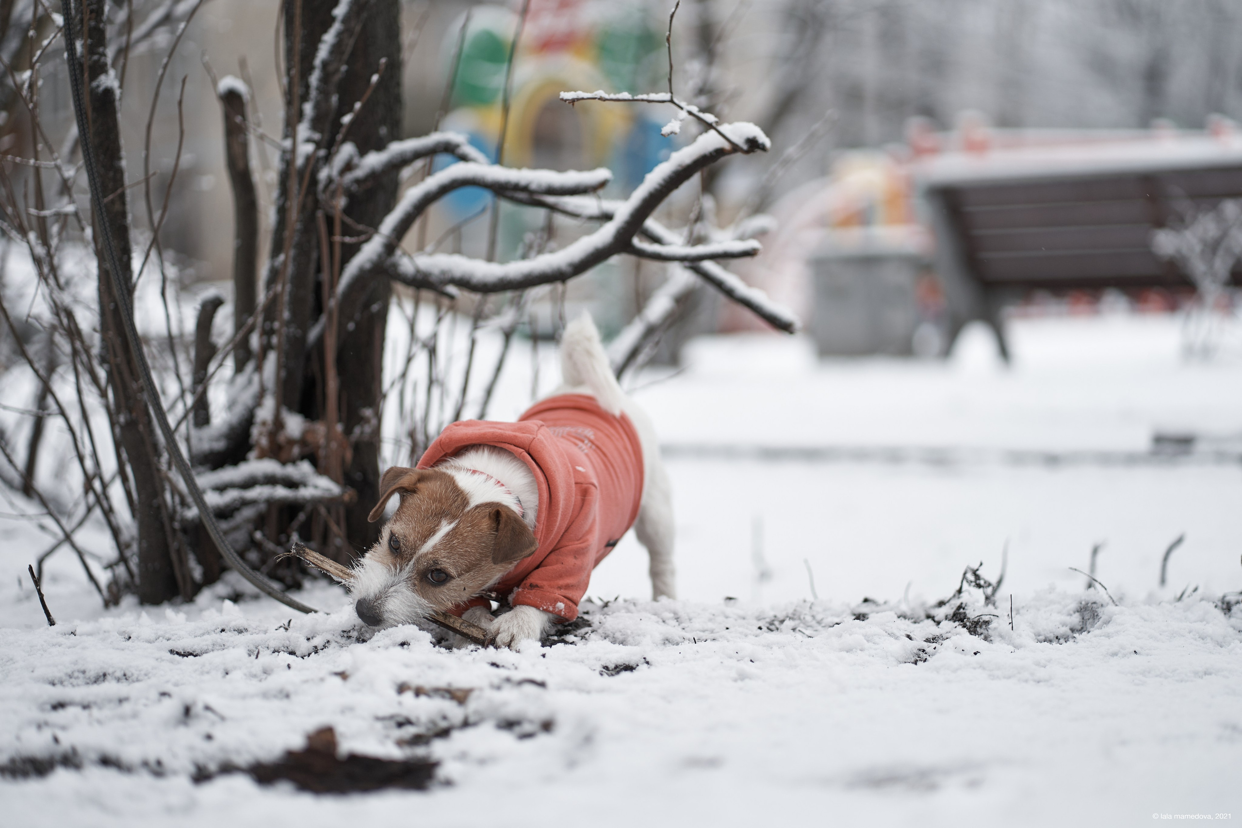 Jack Russell Terrier