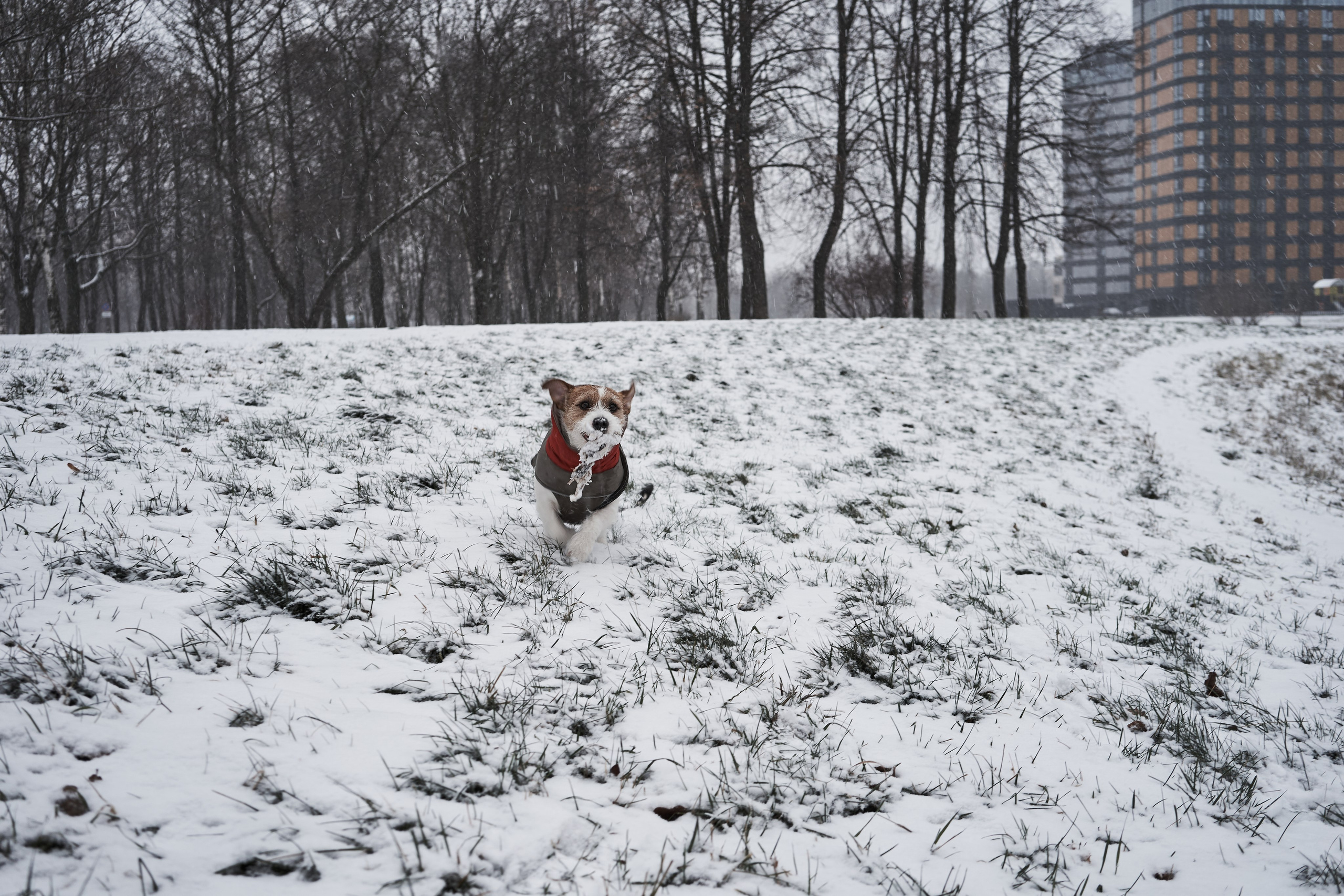 Jack Russell Terrier