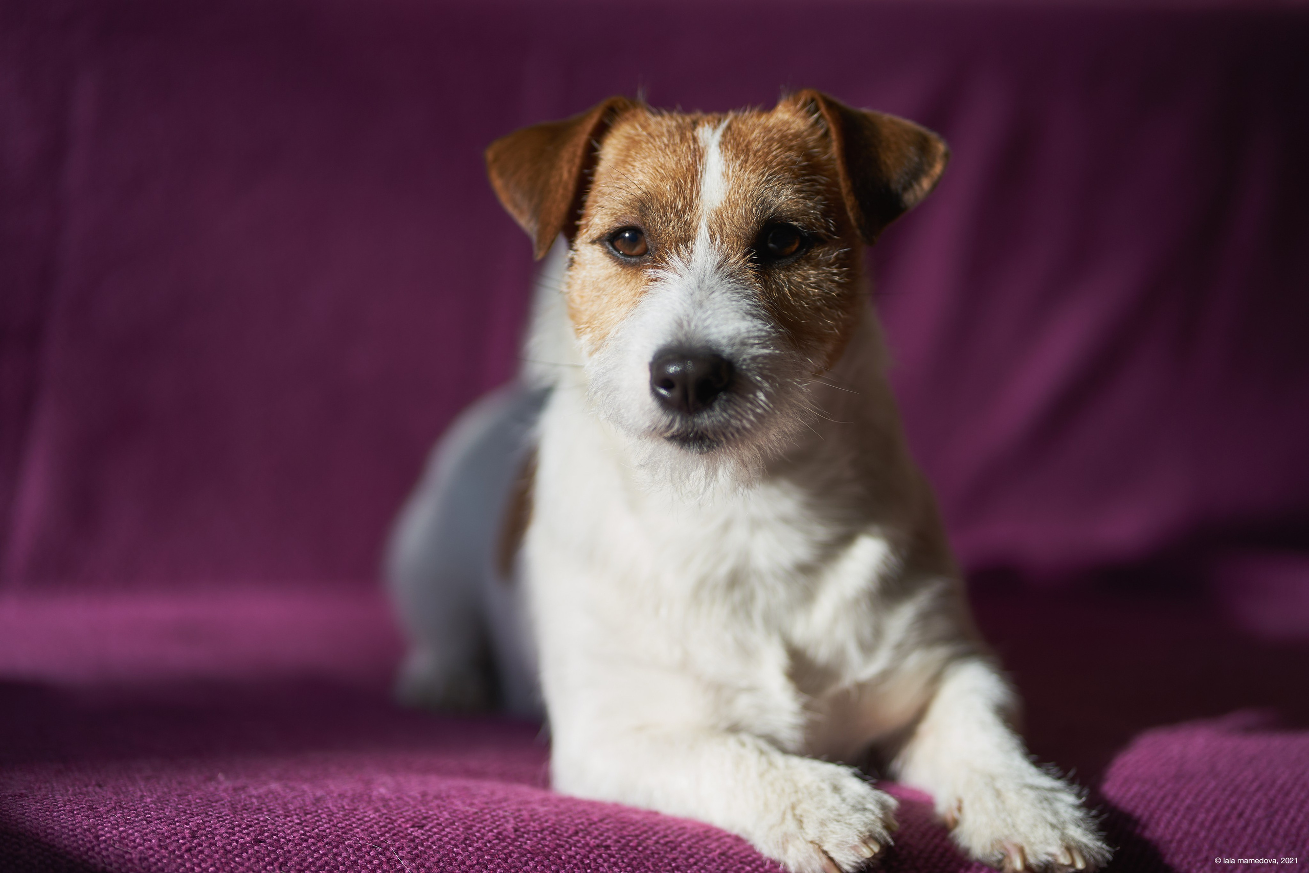 Jack Russell Terrier