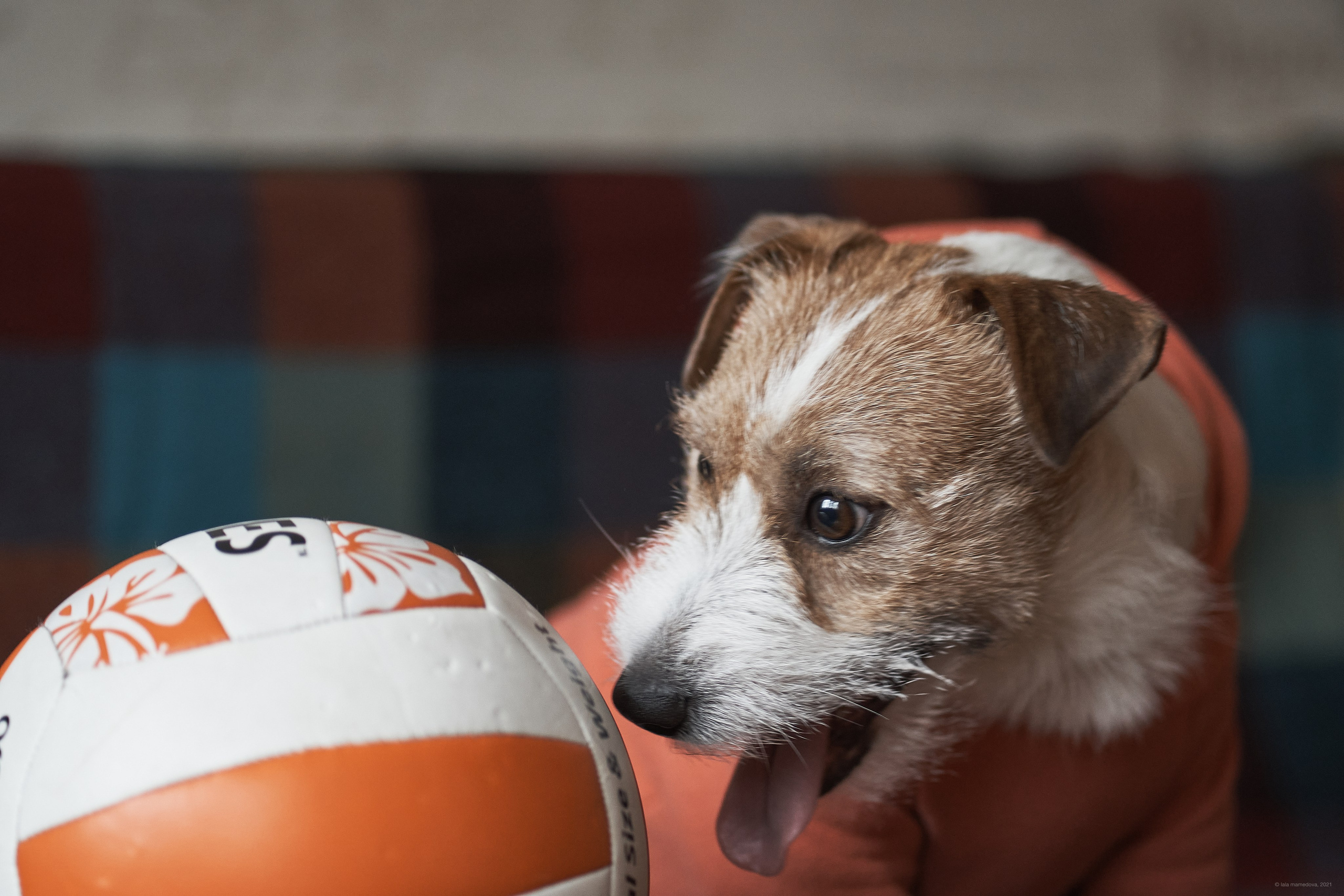 Jack Russell Terrier