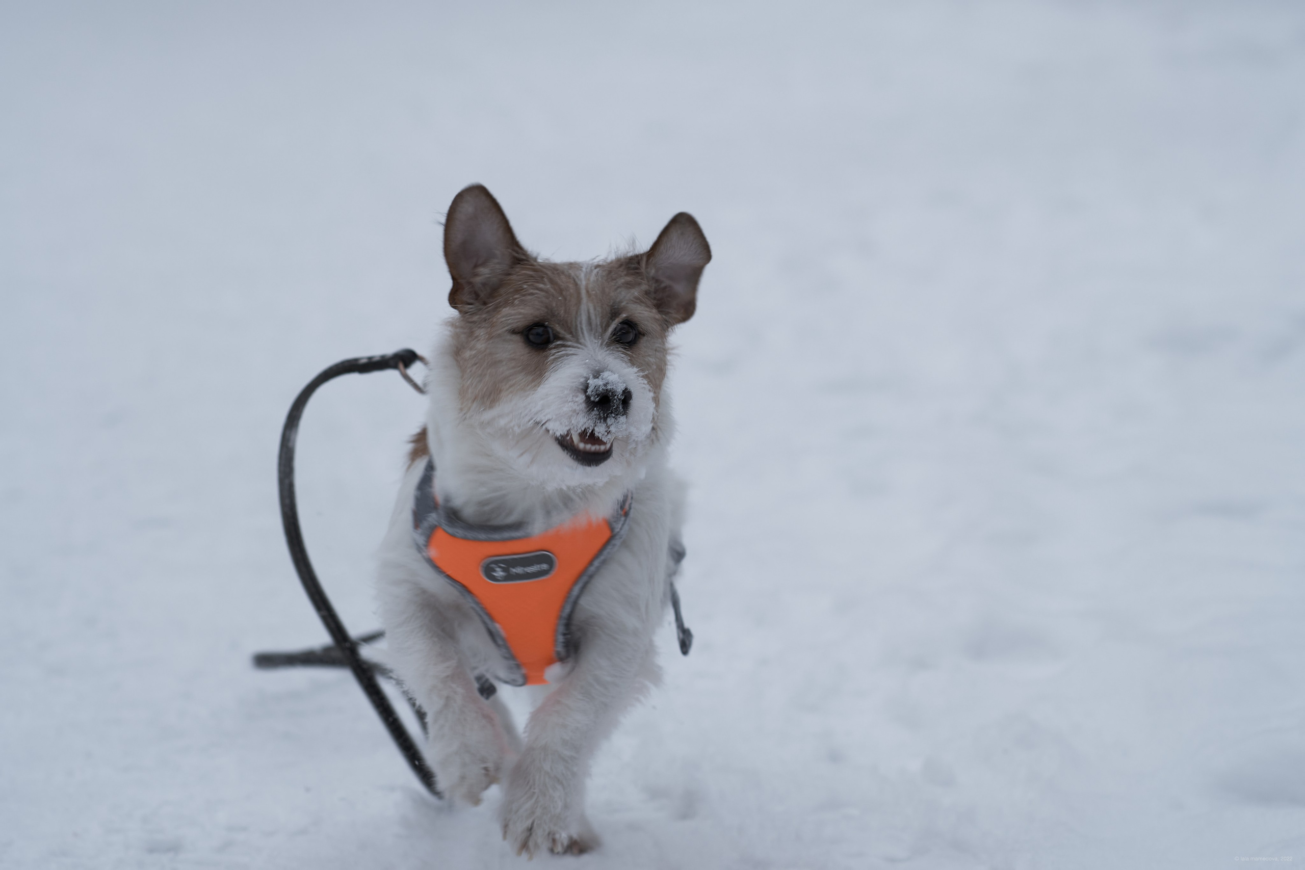 Jack Russell Terrier
