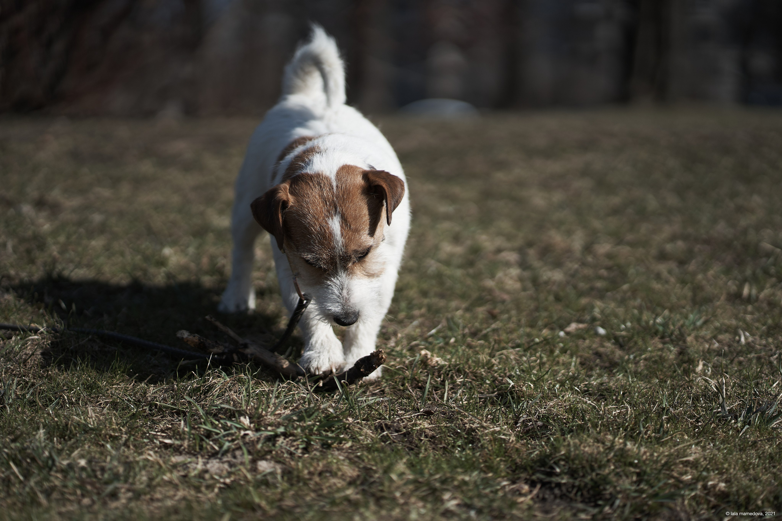 Jack Russell Terrier