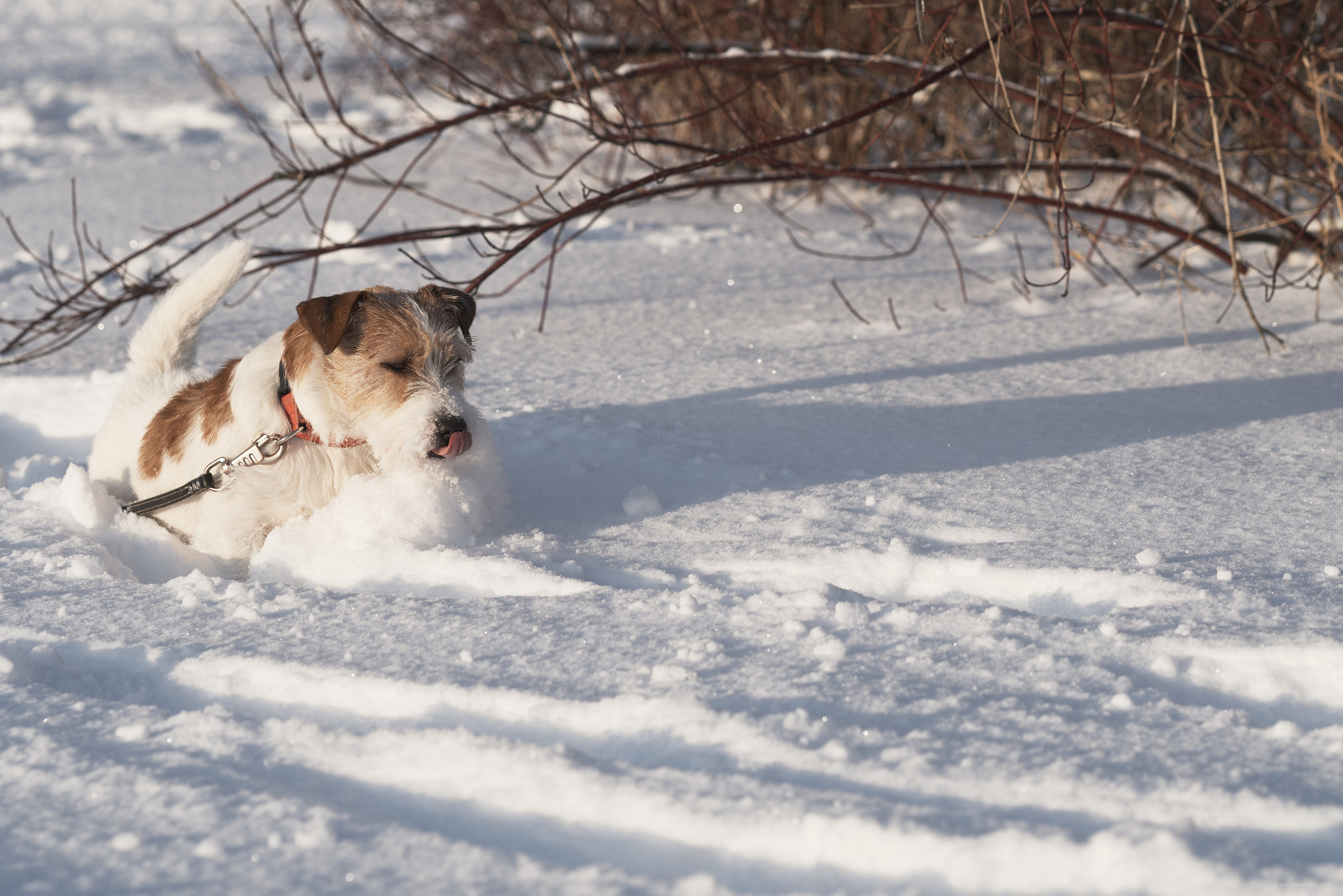Jack Russell Terrier