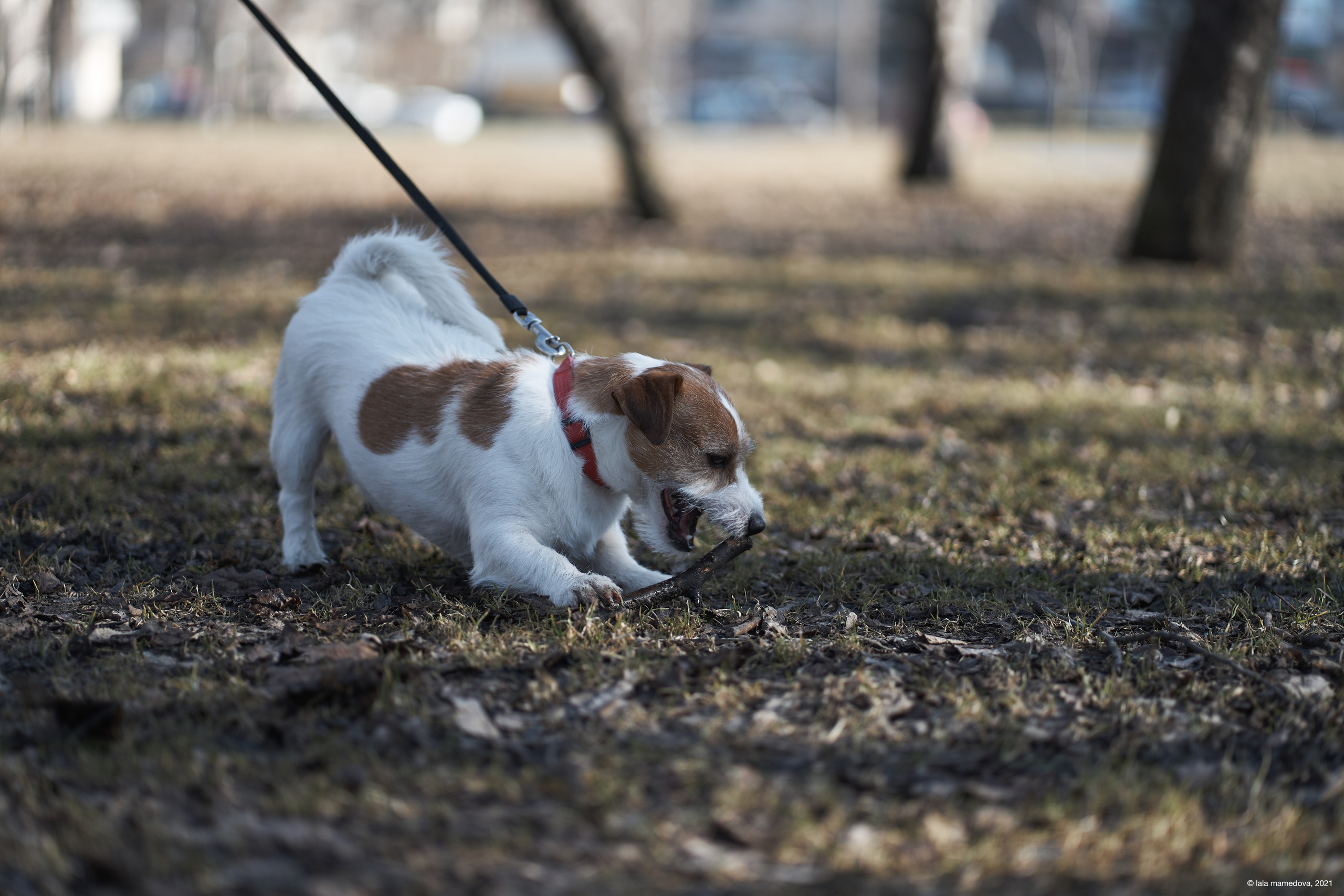 Jack Russell Terrier