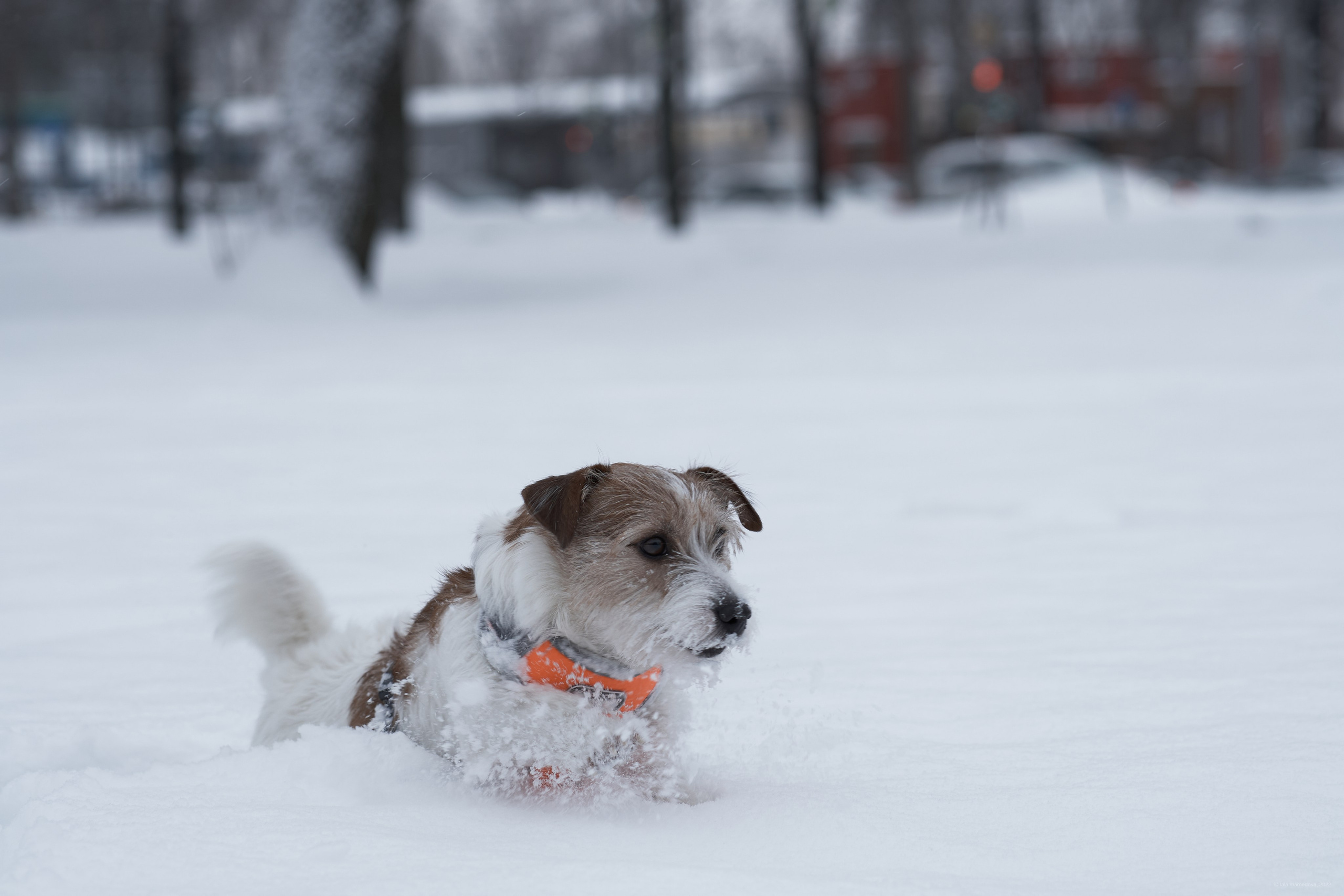 Jack Russell Terrier