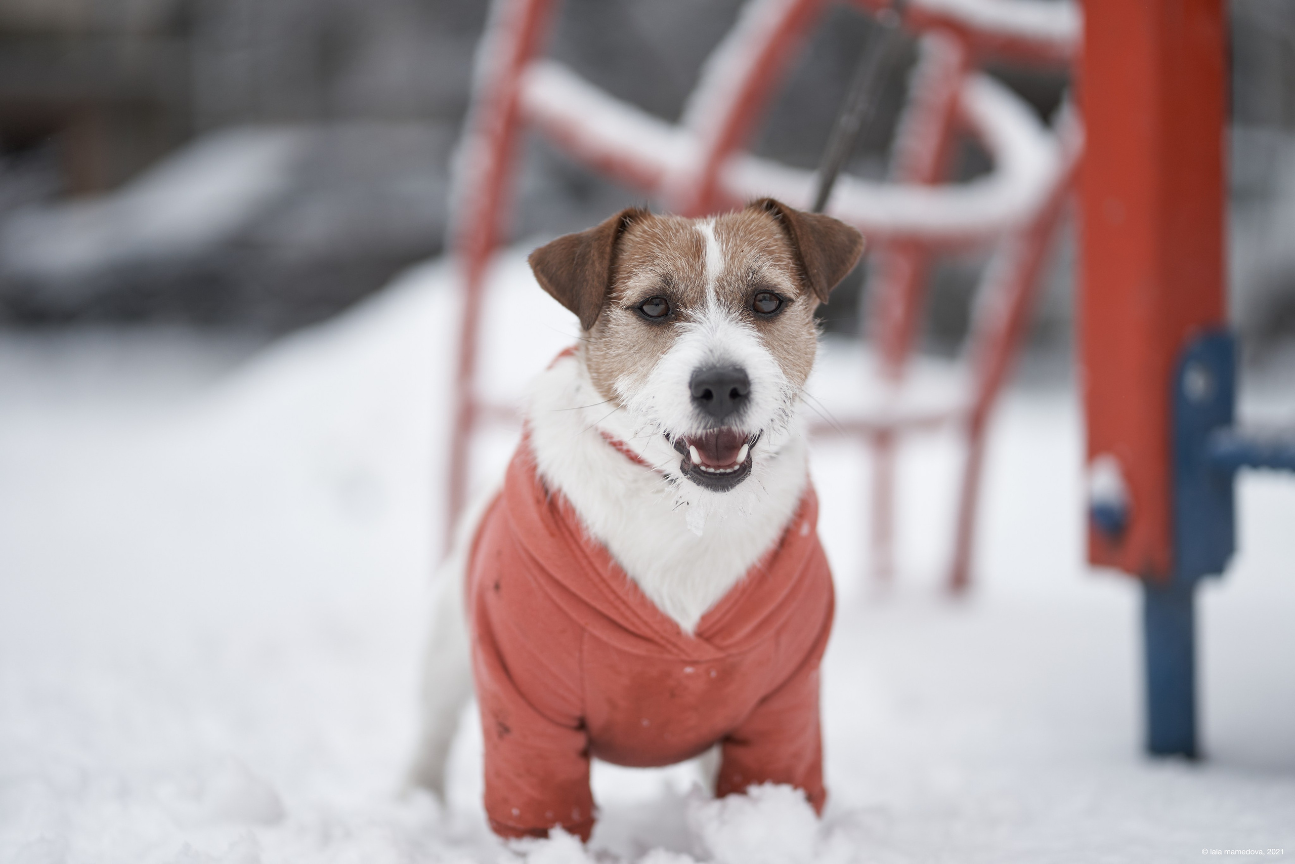 Jack Russell Terrier